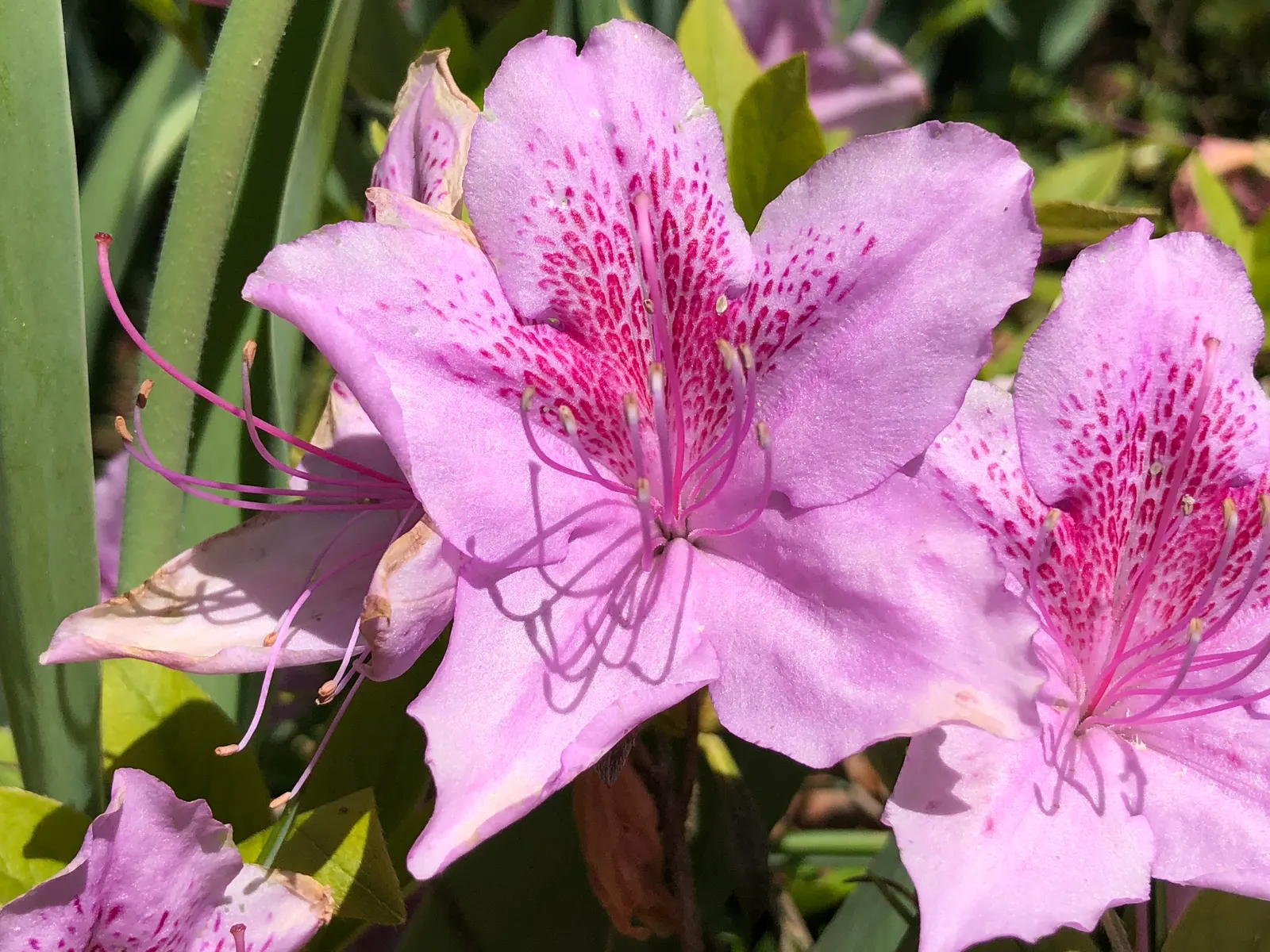 Compact Korean Azalea (Azalea Poukhanense 'Compacta') — shrub with violet blooms