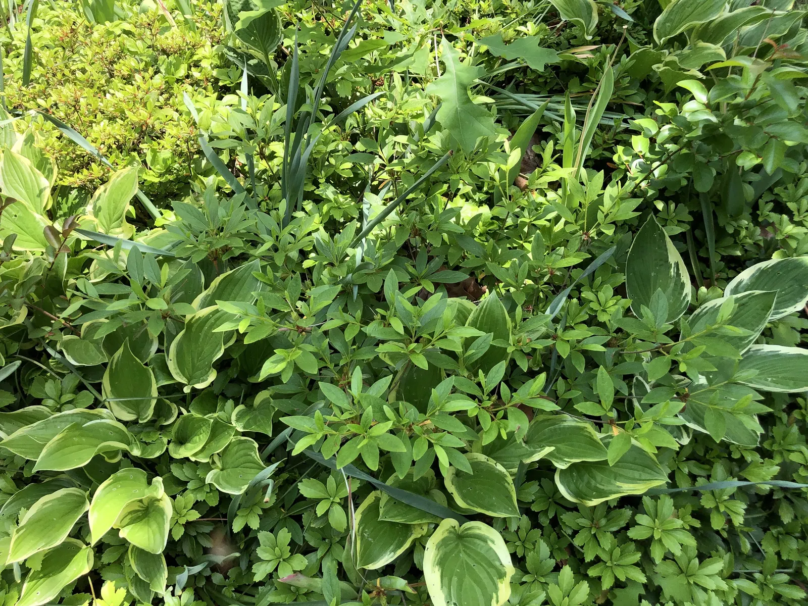Compact Korean Azalea (Azalea Poukhanense 'Compacta') — Preferring well-drained, acidic soil, it's hardy to Zone 4; densely-branched shrub reaching 2-3 ft in