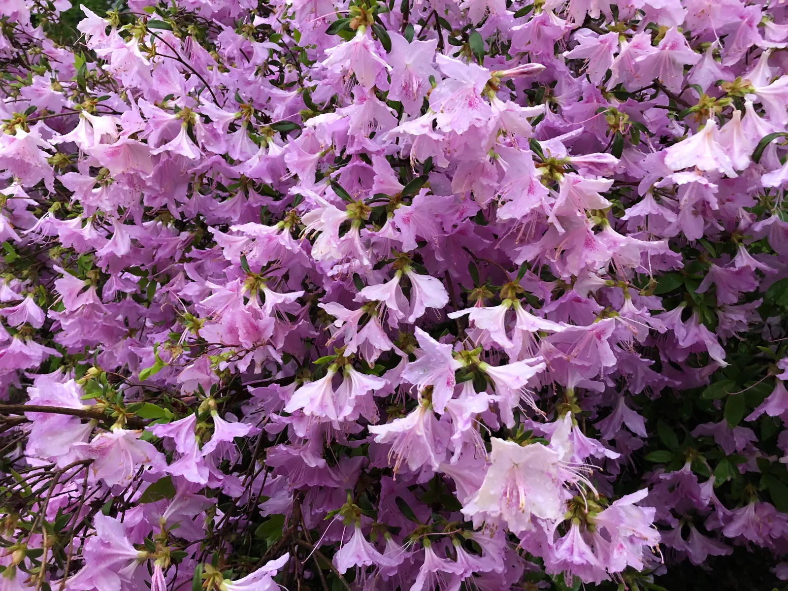Compact Korean Azalea (Azalea Poukhanense 'Compacta') — each measuring around 1 to 1.5 inches across.<br><br>This azalea variety is particularly hardy