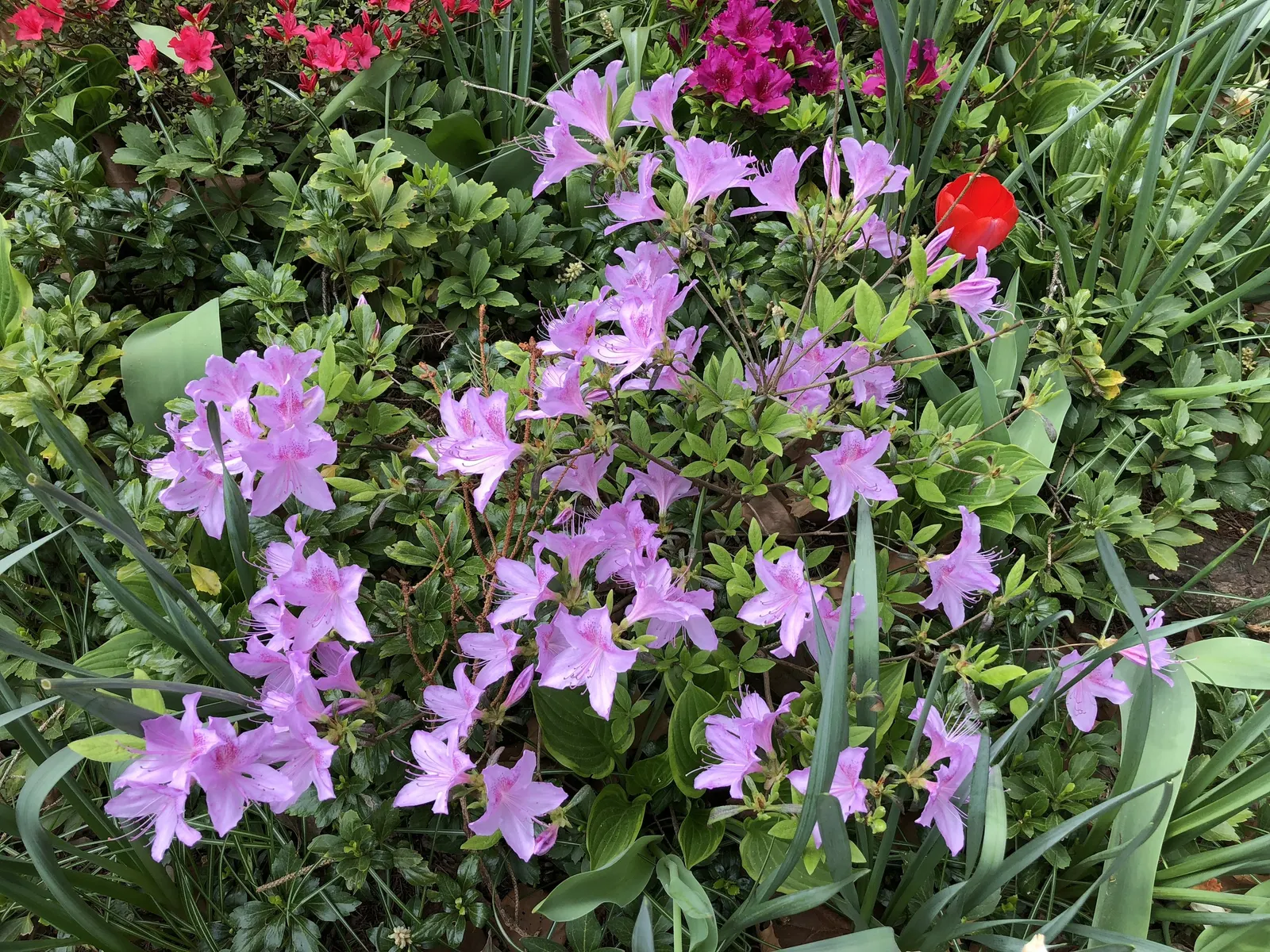 Compact Korean Azalea (Azalea Poukhanense 'Compacta') — making it an ideal choice for residential foundations