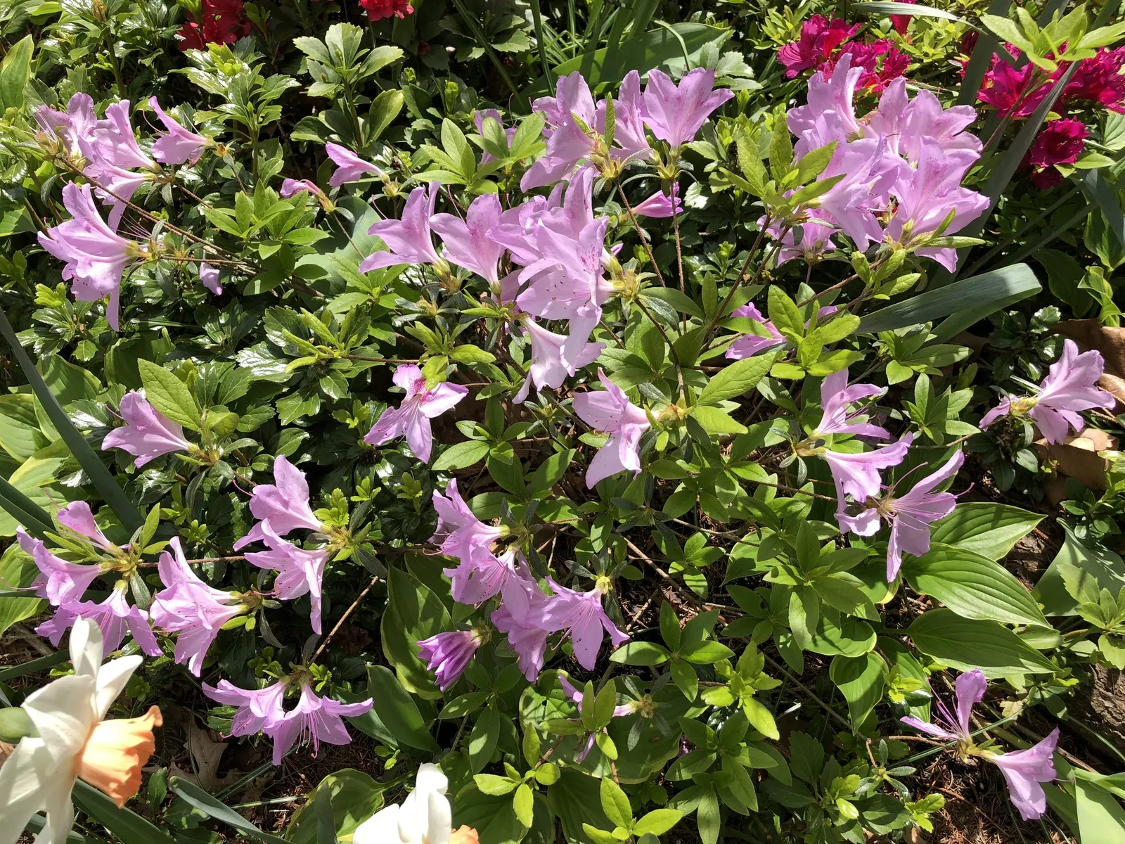Compact Korean Azalea (Azalea Poukhanense 'Compacta') — The Azalea poukhanense 'Compacta,' commonly referred to as the Compact Korean Azalea; and mixed borders