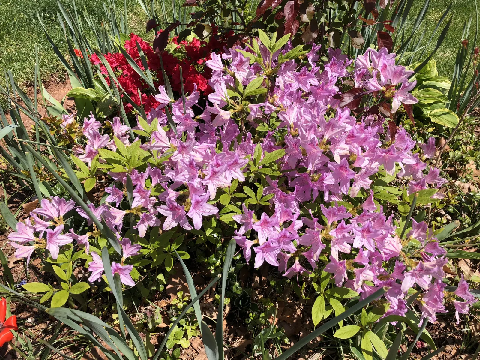 Compact Korean Azalea (Azalea Poukhanense 'Compacta') — Admired for its vibrant spring purple-pink blossoms, it thrives in partial shade; though it appreciates