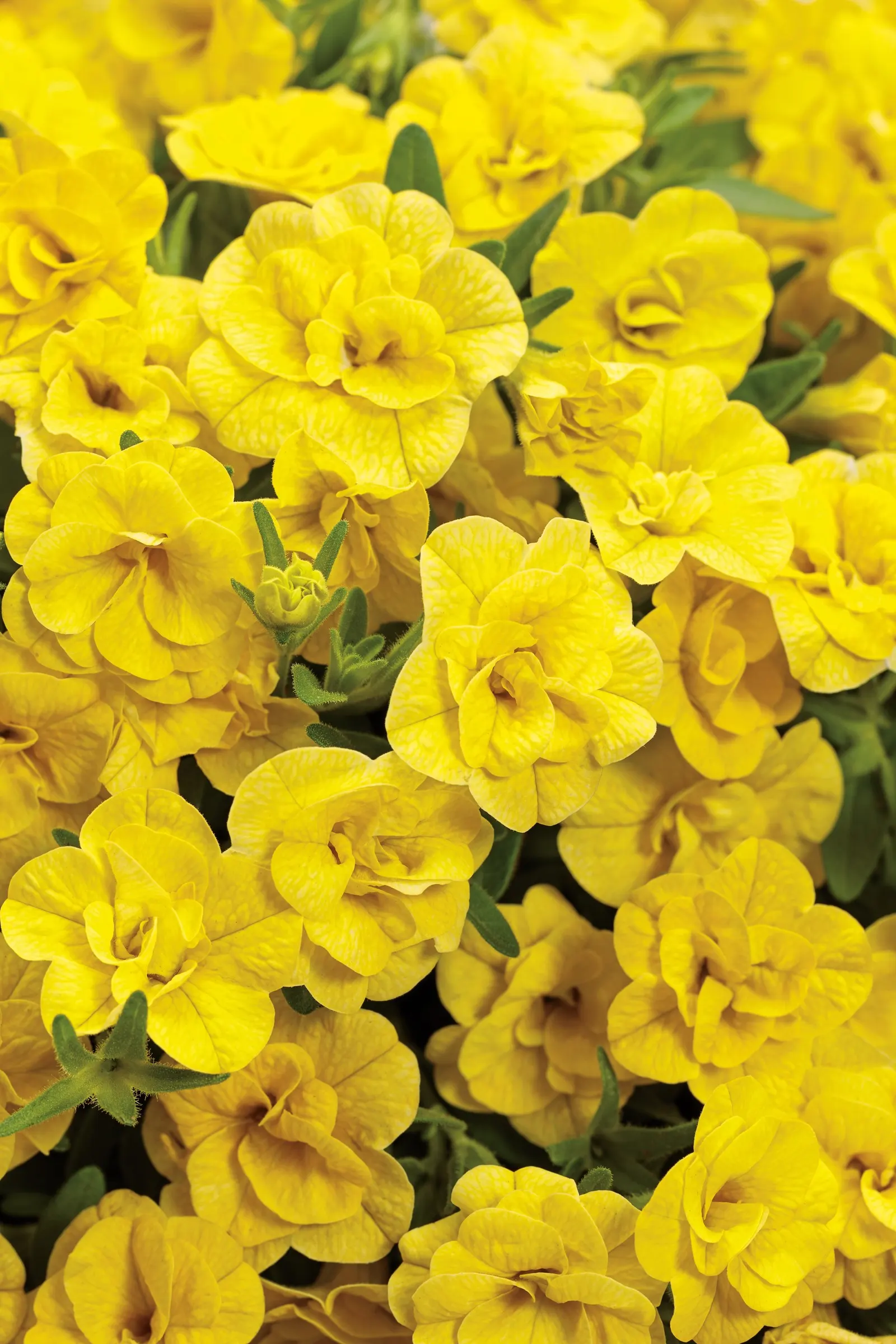 Double Yellow Double Calibrachoa — or Calibrachoa 'Double Yellow'