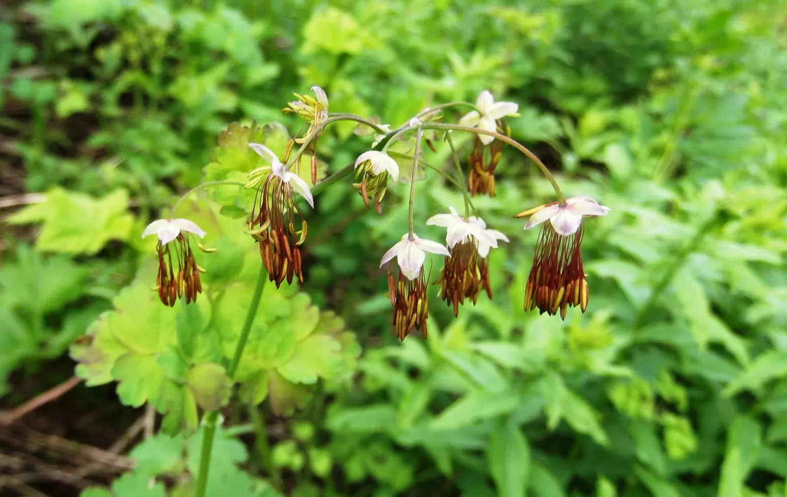 White Meadow Rue (Thalictrum Delanayi 'Album') — Thalictrum delavayi 'Album'