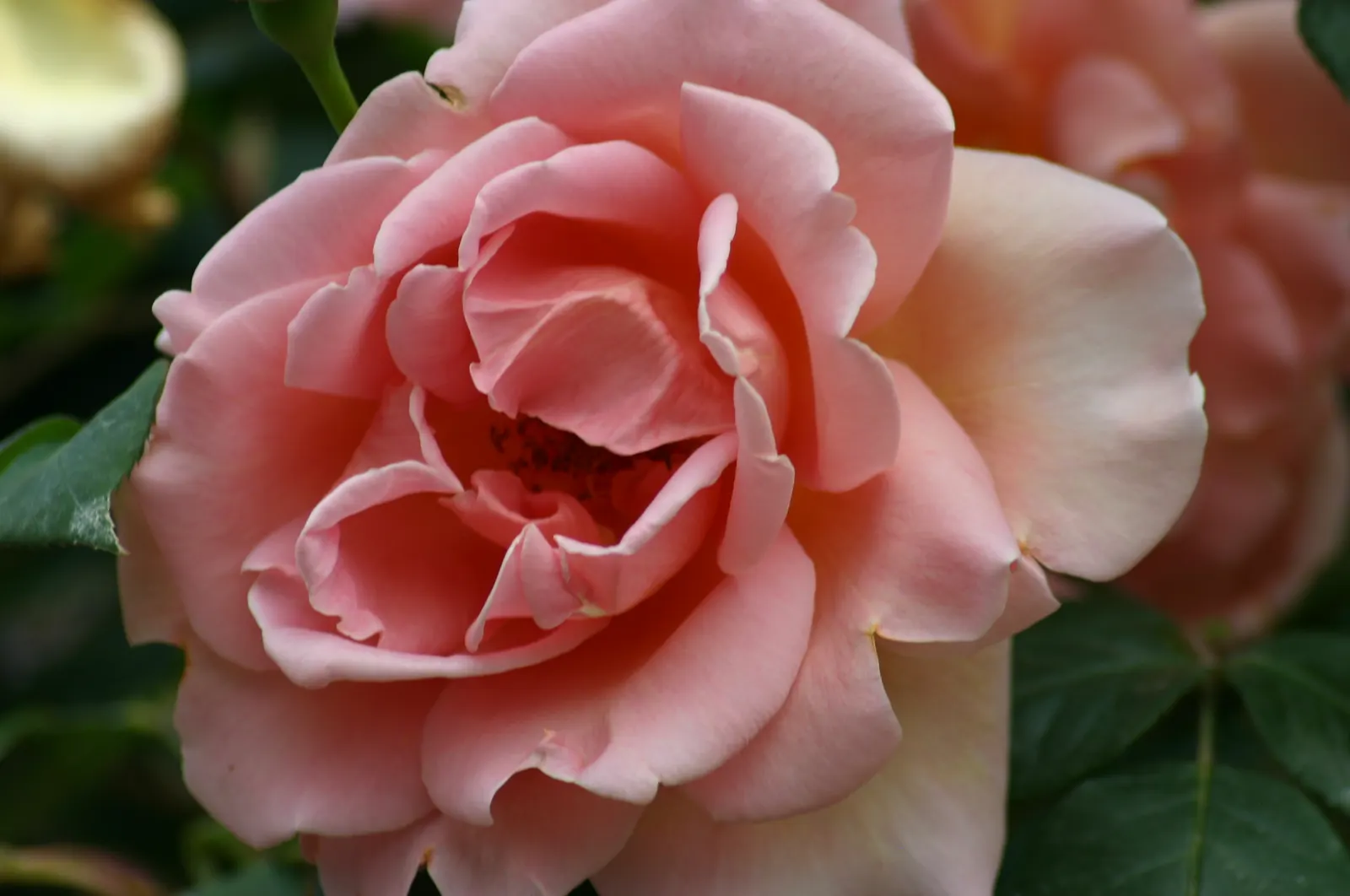 Royal Sunset Climbing Rose (Rosa 'Royal Sunset') — offering a striking sunset-like gradient