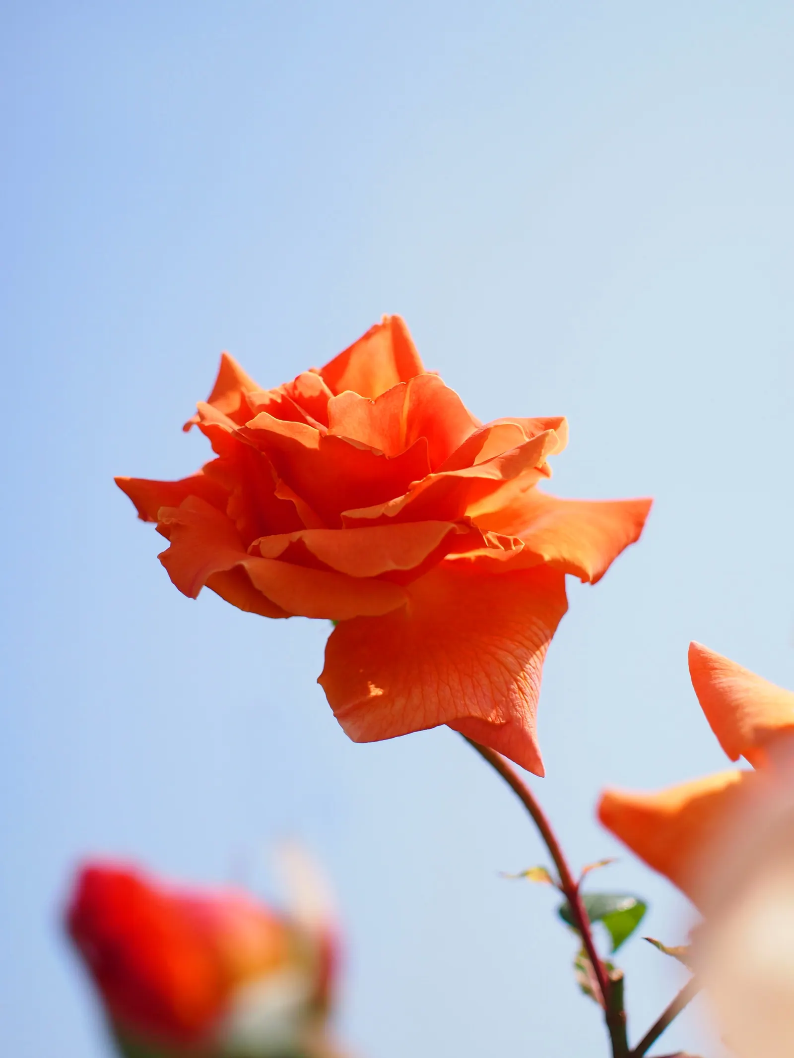 Royal Sunset Climbing Rose (Rosa 'Royal Sunset') — growing up to 4 inches wide