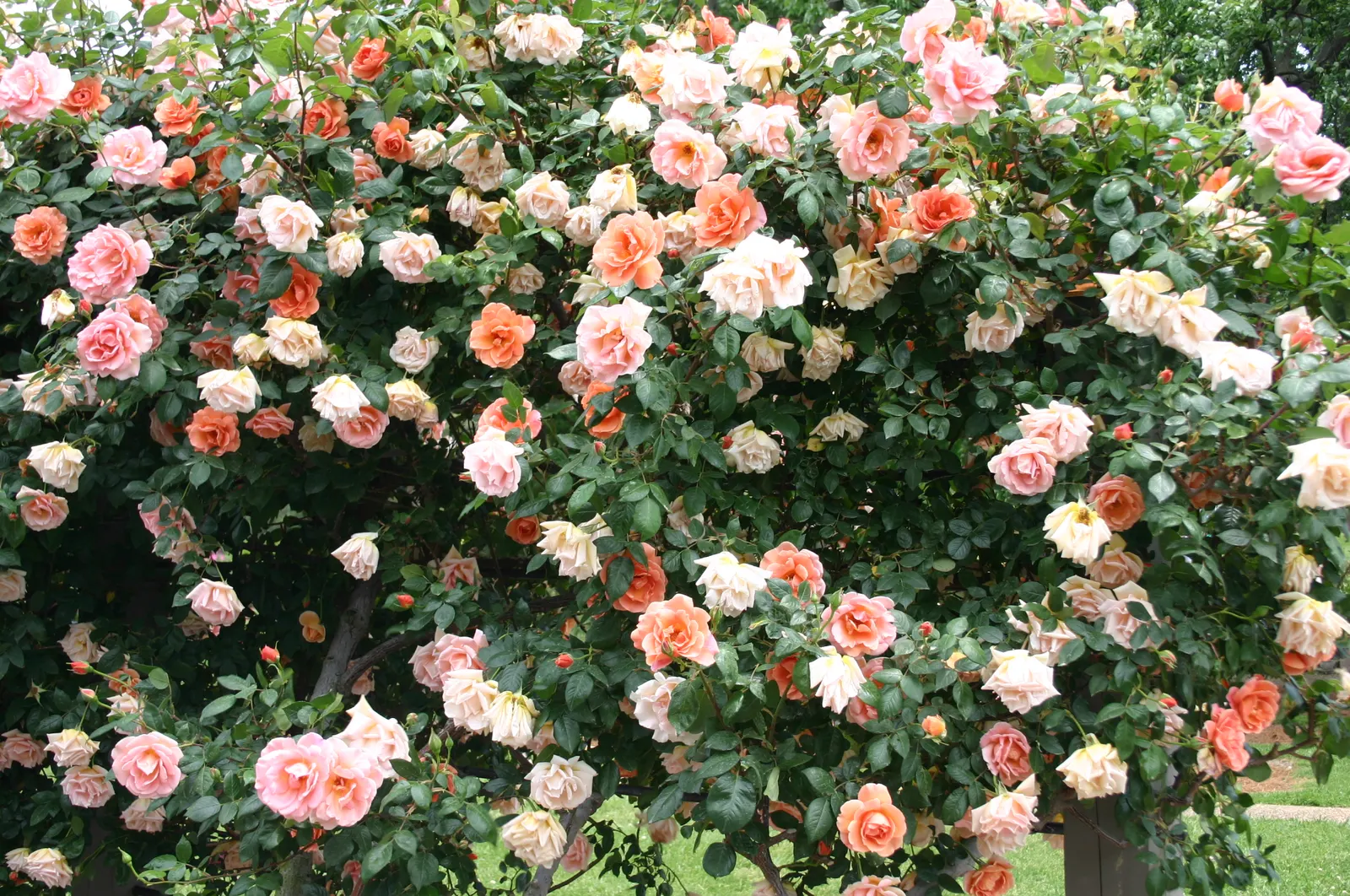 Royal Sunset Climbing Rose (Rosa 'Royal Sunset') — boasts vibrant apricot-orange blooms with a slight pink hue