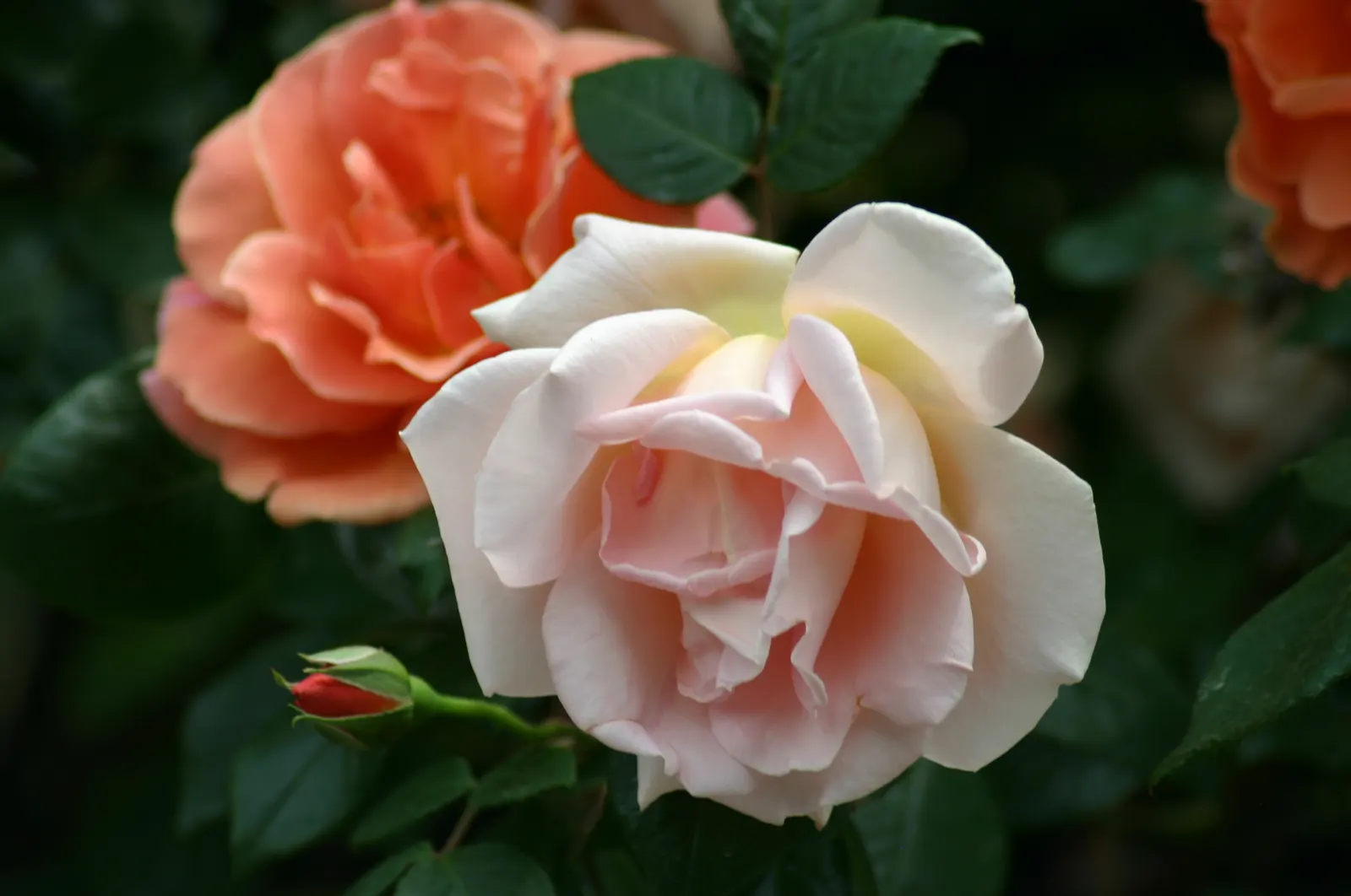 Royal Sunset Climbing Rose (Rosa 'Royal Sunset') — Blooming profusely from late spring to early fall