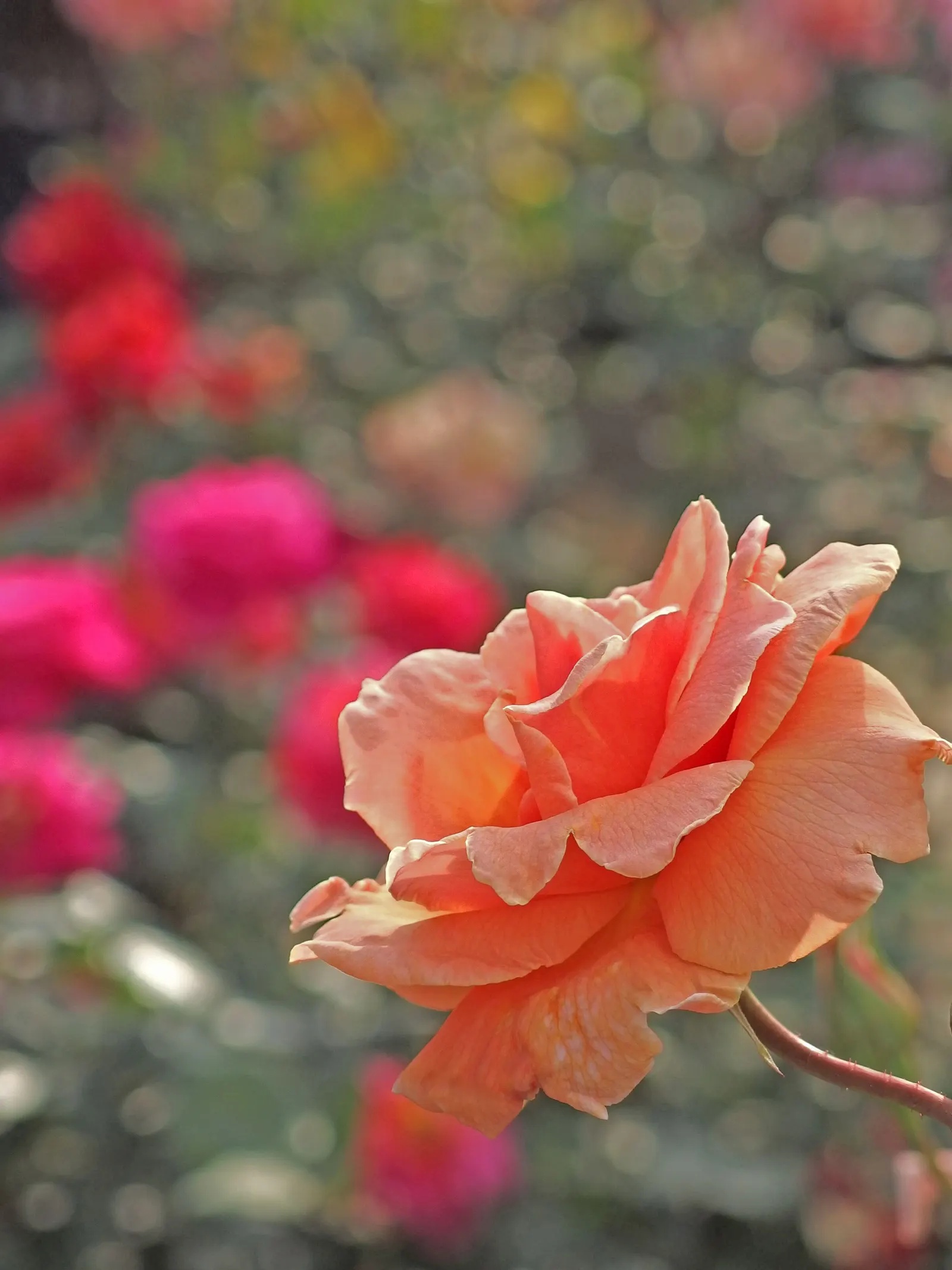 Royal Sunset Climbing Rose (Rosa 'Royal Sunset') — Fragrant flowers bloom from late spring till frost in hardiness zones 5-9, requiring full sun