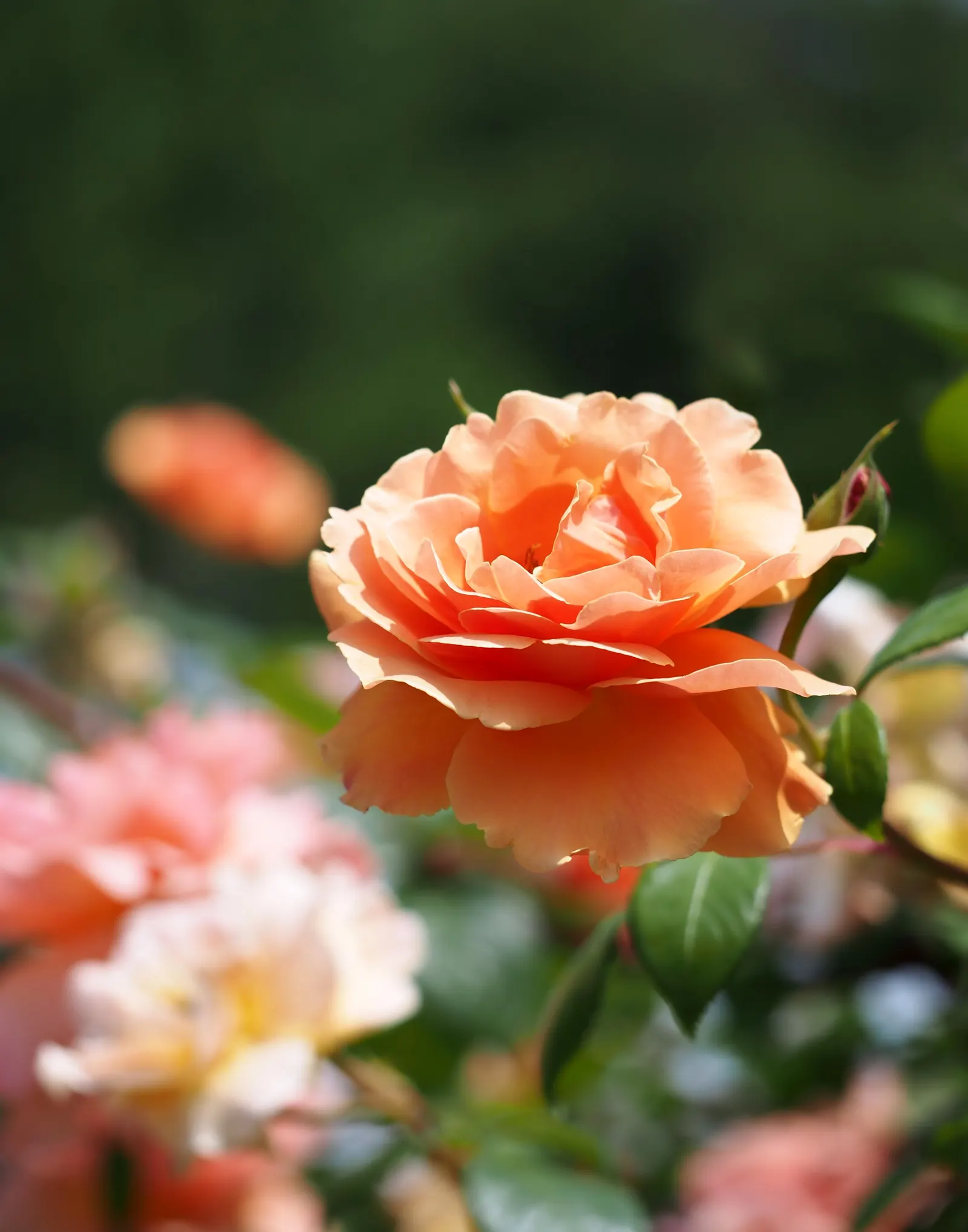 Royal Sunset Climbing Rose (Rosa 'Royal Sunset') — This vigorous climber reaches heights of 8-12 feet with a spread of 3-4 feet, perfect for trellises or arbors