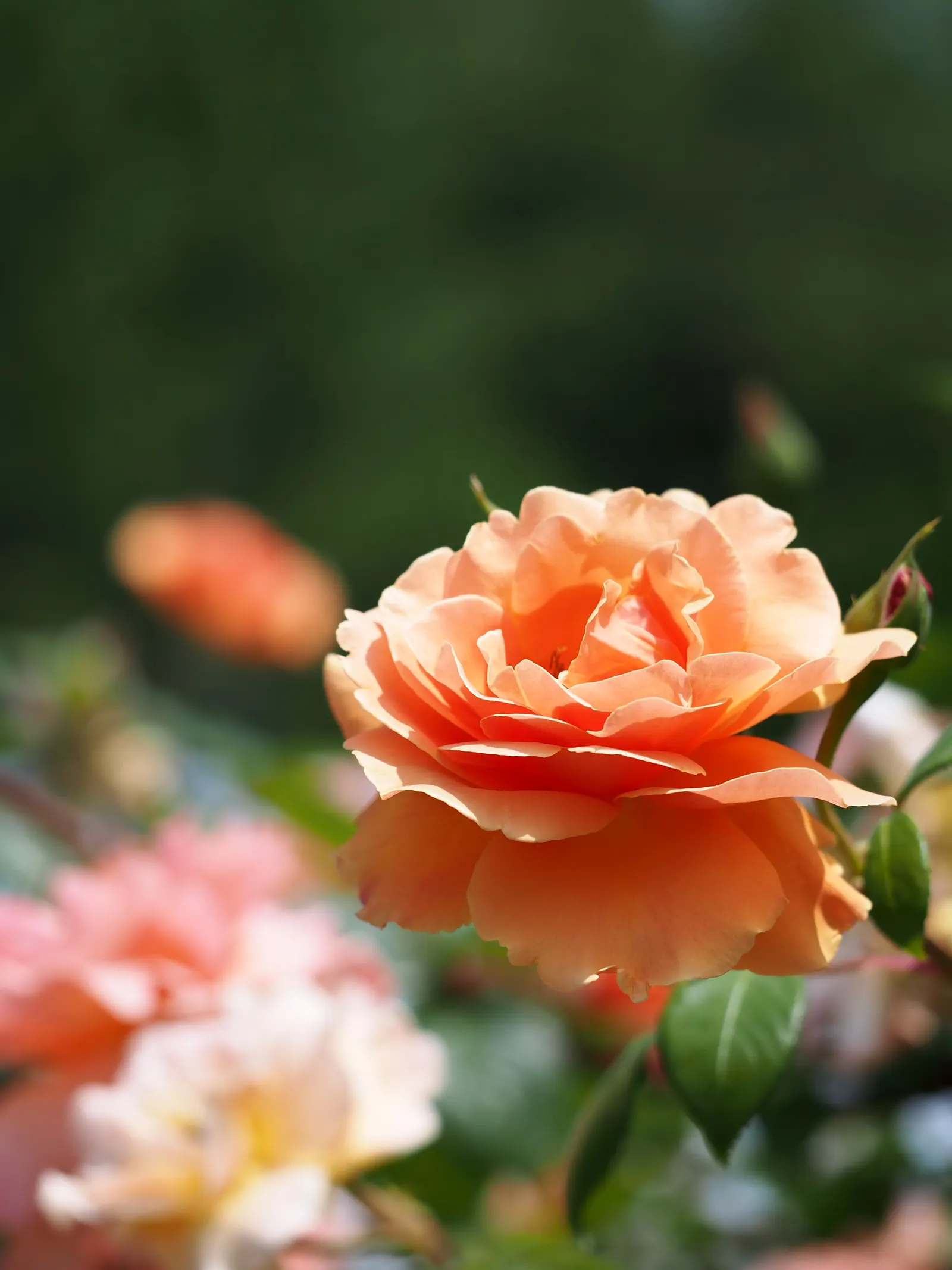Royal Sunset Climbing Rose (Rosa 'Royal Sunset') — Regular watering and pruning promote health and abundant blossoms