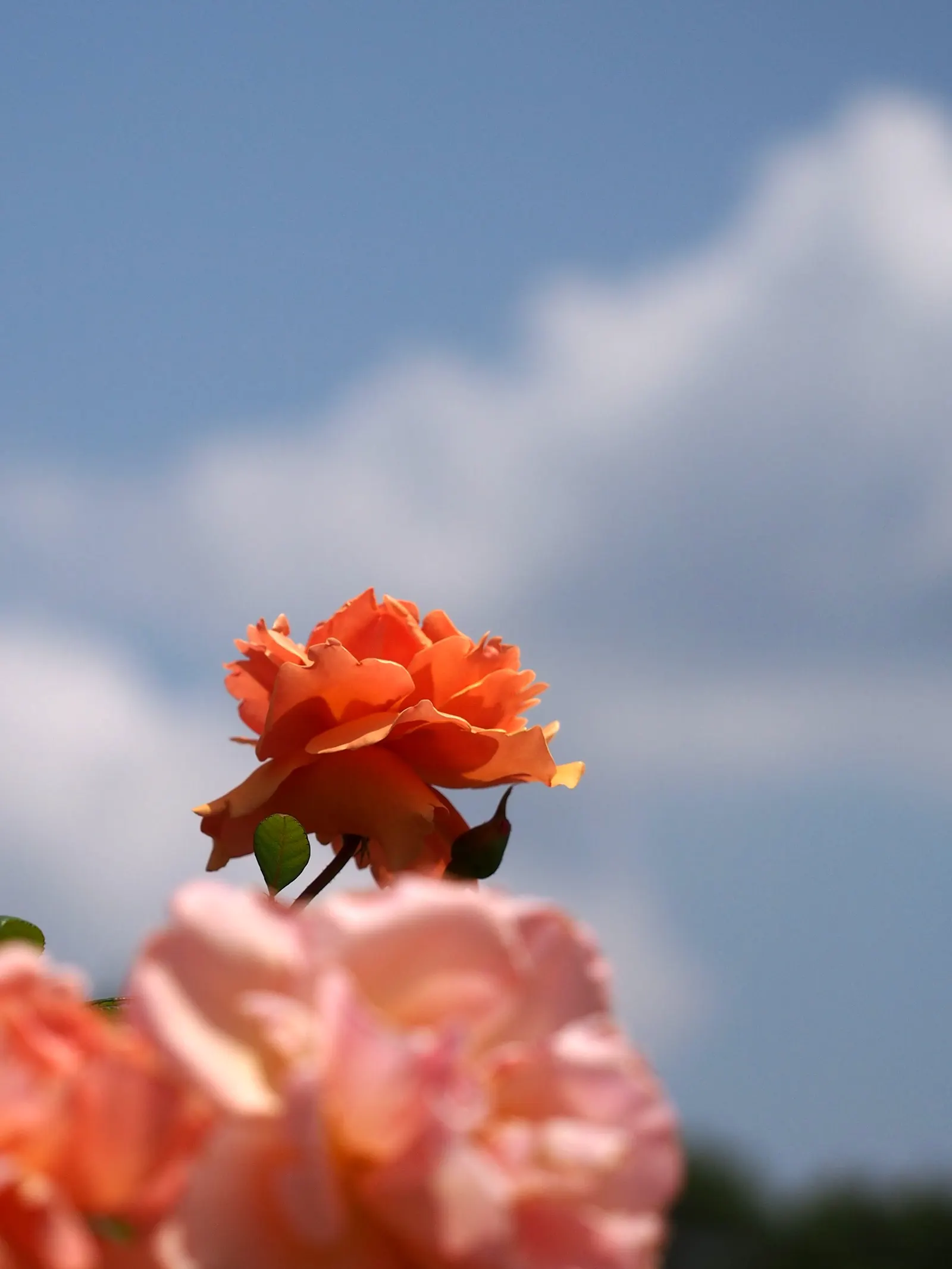 Royal Sunset Climbing Rose (Rosa 'Royal Sunset') — apricot-orange blossoms that transition to a lovely pink hue at the edges