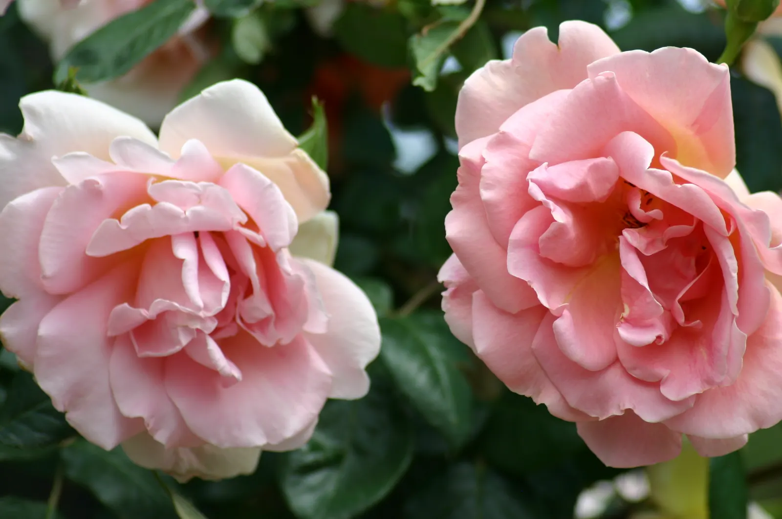 Royal Sunset Climbing Rose (Rosa 'Royal Sunset') — its flowers measure approximately 4 to 5 inches across and emit a sweet