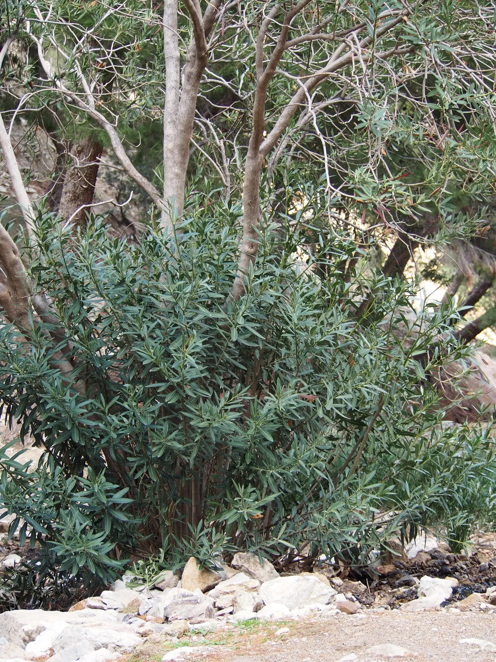 Oleander (Nerium Oleander) — Although hardy in USDA zones 8-10, it is toxic if ingested, image 88