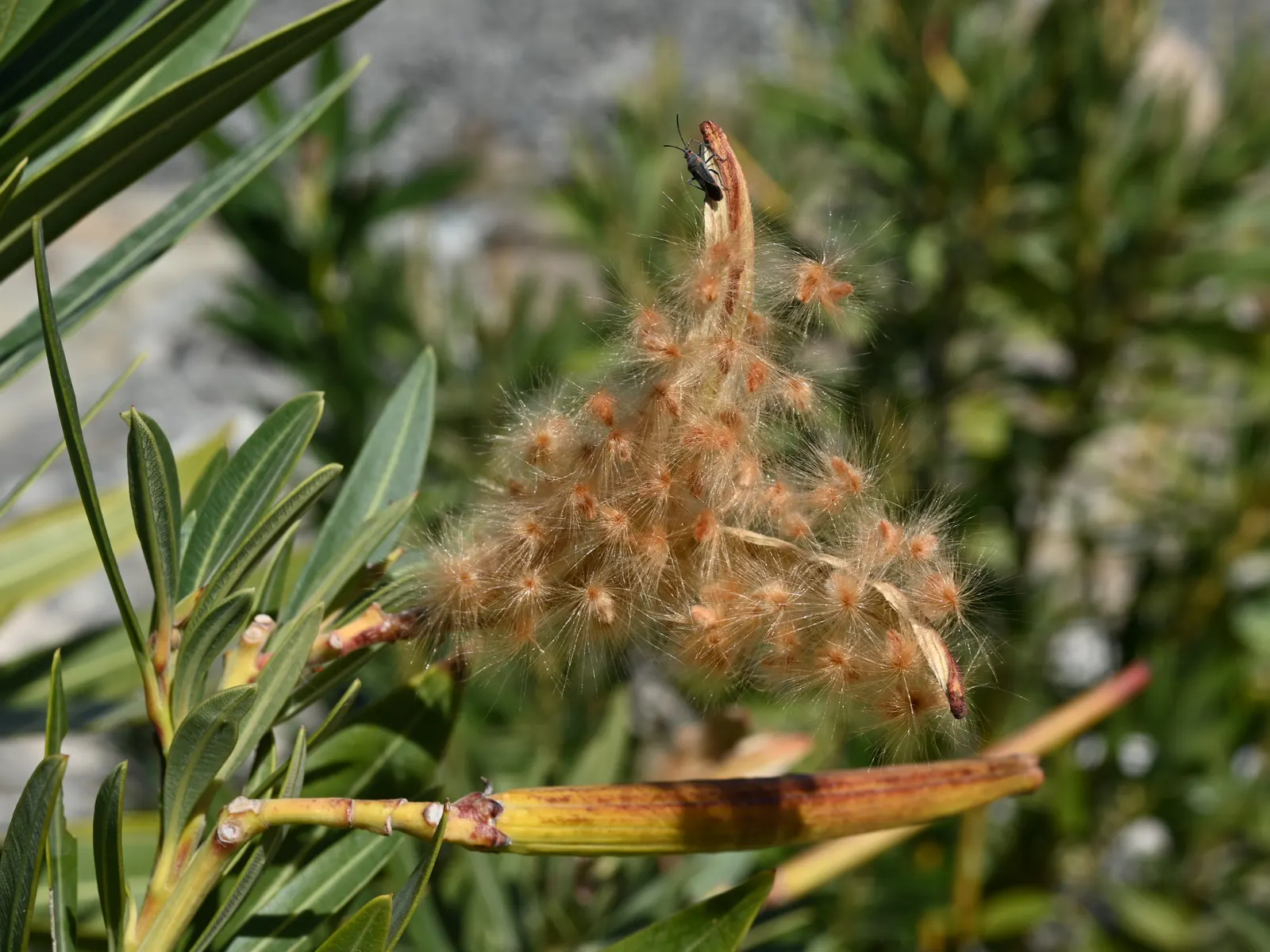 Oleander (Nerium Oleander) — it is essential to consider their sunlight and water needs; additionally, minimal contact is advised as the sap can, image 99