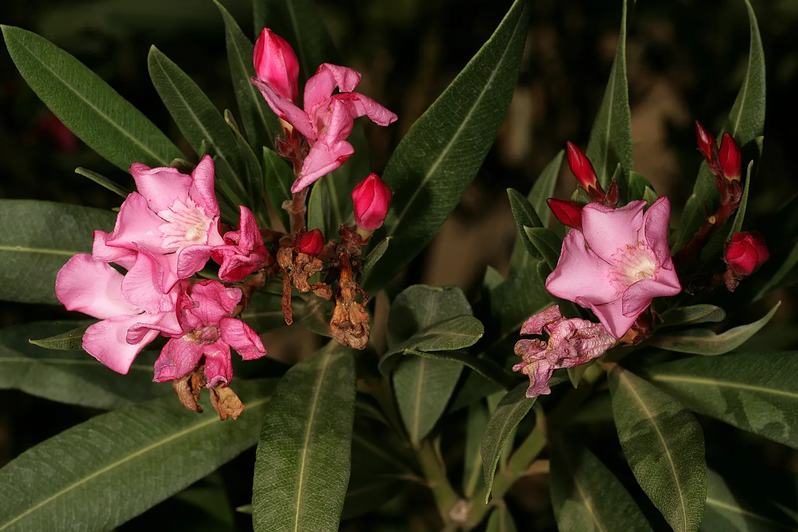 Oleander (Nerium Oleander) — scientifically known as Nerium oleander; although hardy in USDA zones 8-10, it is toxic if ingested, image 91