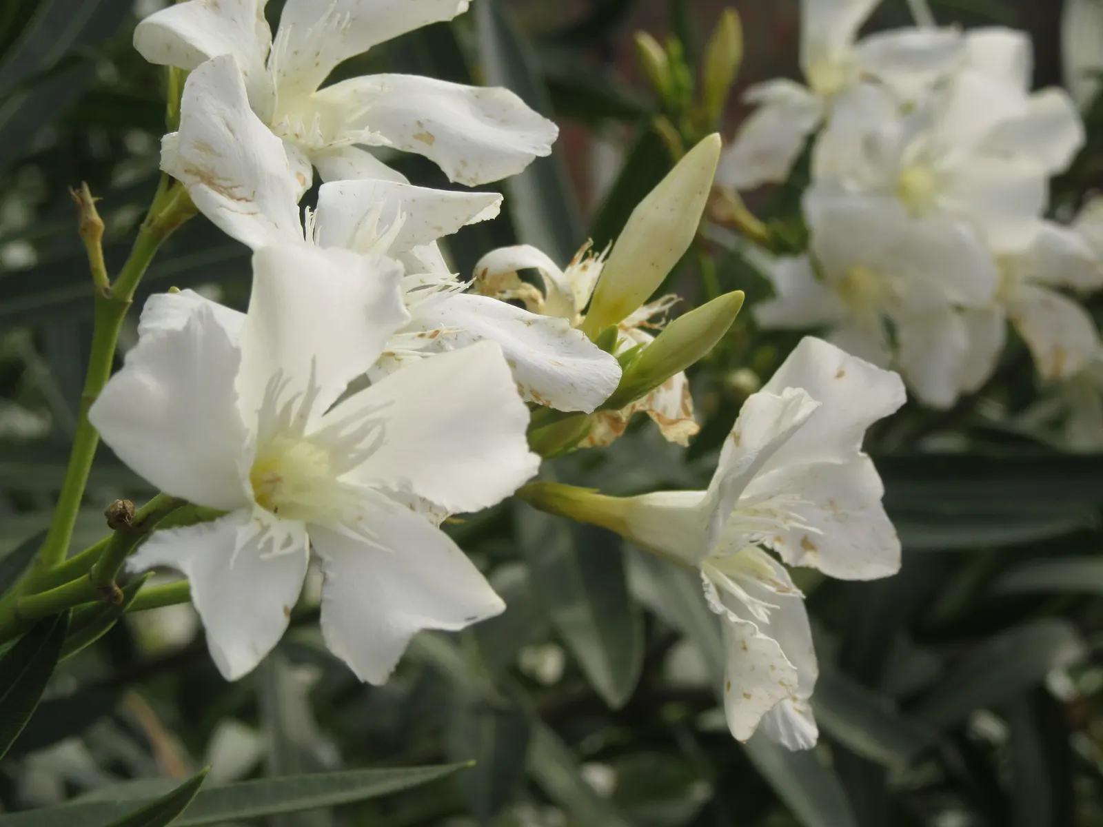 Oleander (Nerium Oleander) — which appear in a stunning array of colors such as pink; although hardy in USDA zones 8-10, it is toxic if ingested, image 97