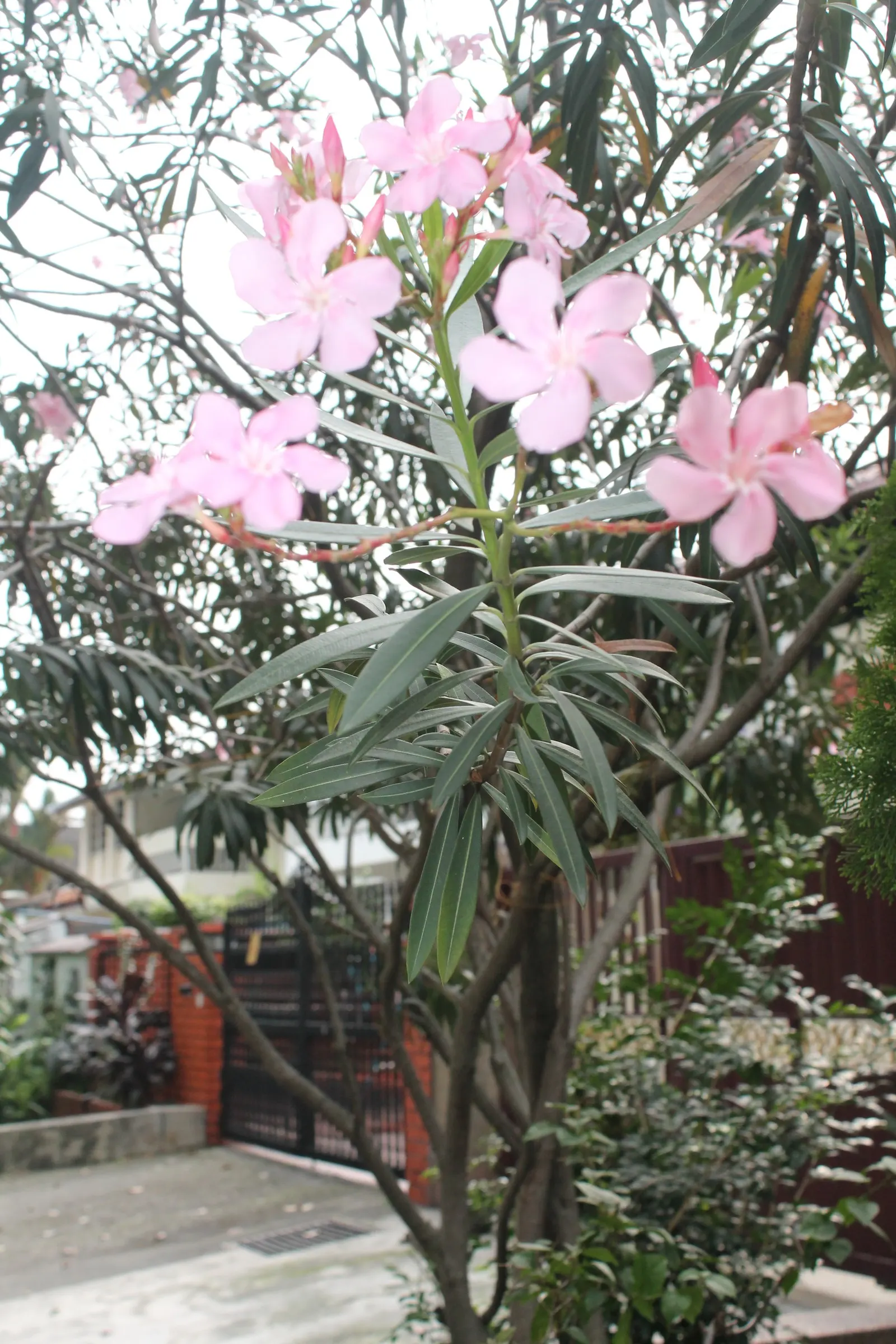Oleander (Nerium Oleander) — Its trumpet-shaped blooms; additionally, minimal contact is advised as the sap can cause skin irritation in sensitive, image 96