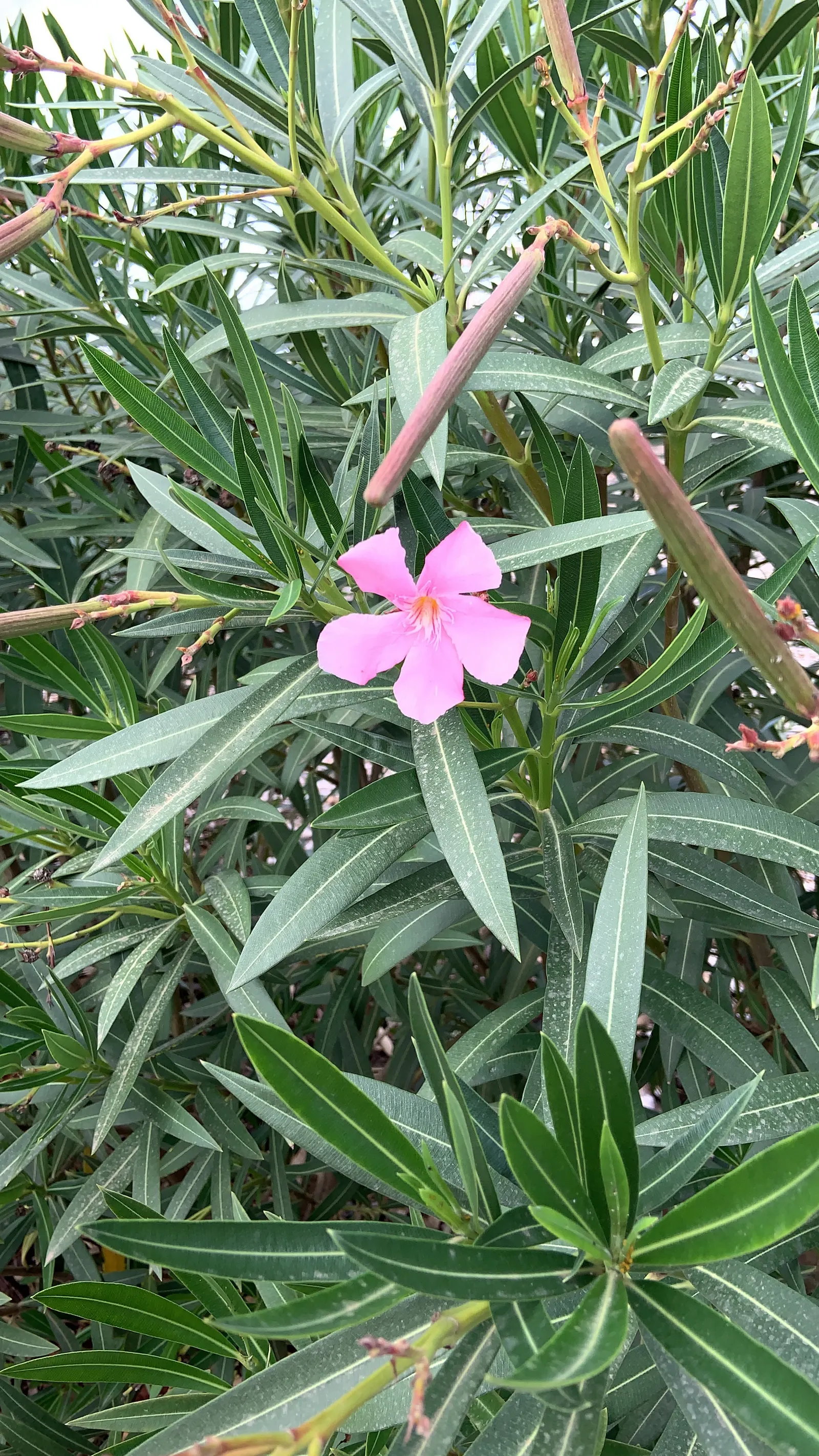Oleander (Nerium Oleander) — This versatile plant can flourish up to heights of 8 to 12 feet and spread out to an impressive 6 to 10 feet; although, image 94