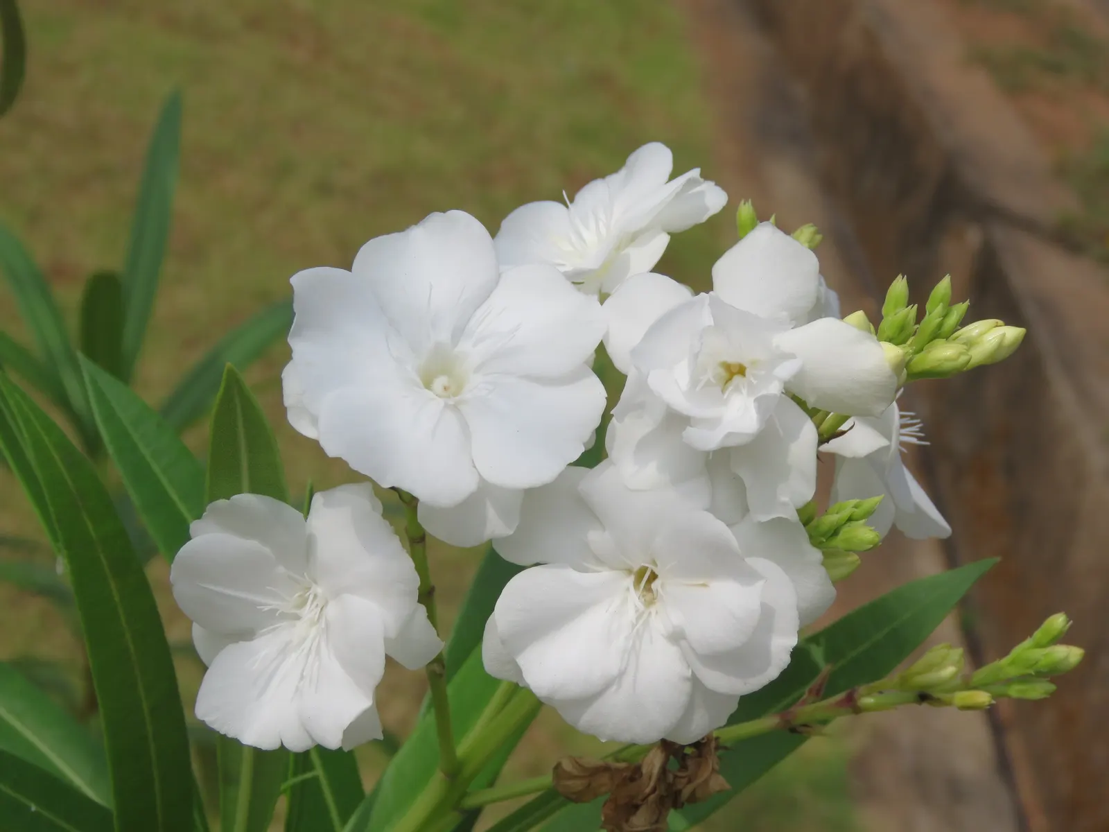 Oleander (Nerium Oleander) — is an eye-catching evergreen shrub renowned for its bountiful; the Oleander is well adapted to warm climates and is, image 92