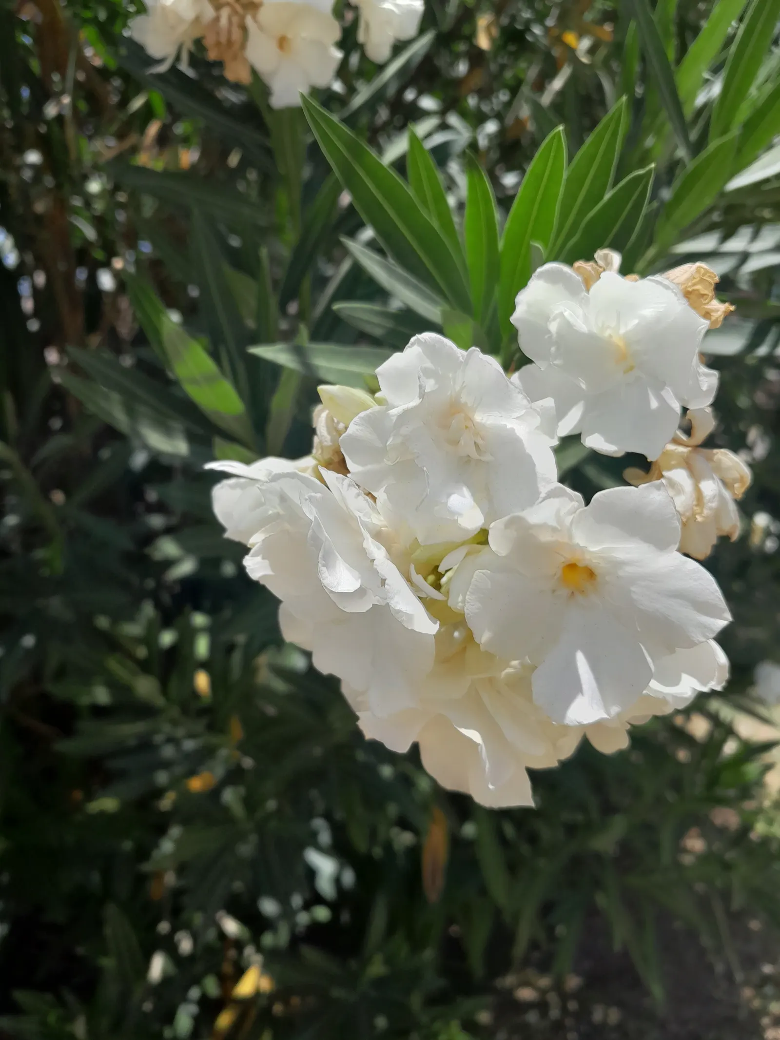 Oleander (Nerium Oleander) — vibrant flowers and dark green; additionally, minimal contact is advised as the sap can cause skin irritation in, image 93