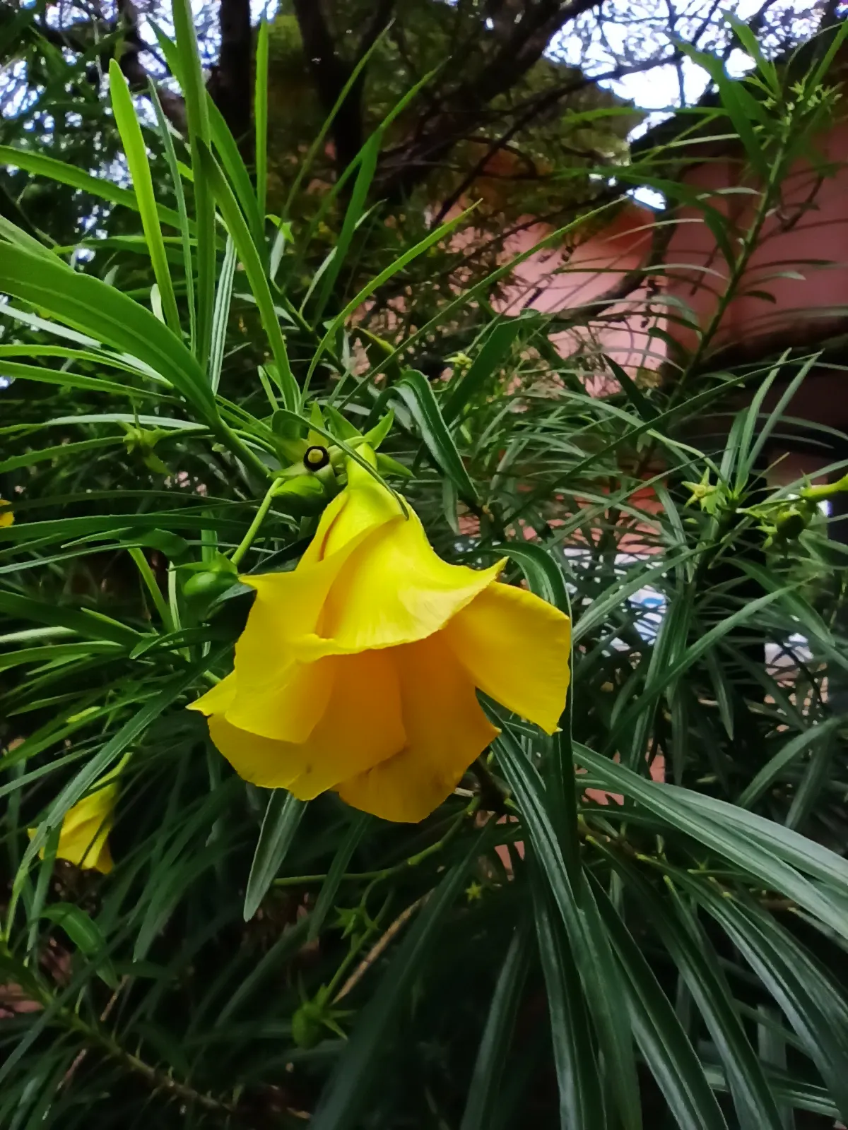 Oleander (Nerium Oleander) — create a striking display from early summer until the first frost; the Oleander is well adapted to warm climates and, image 98