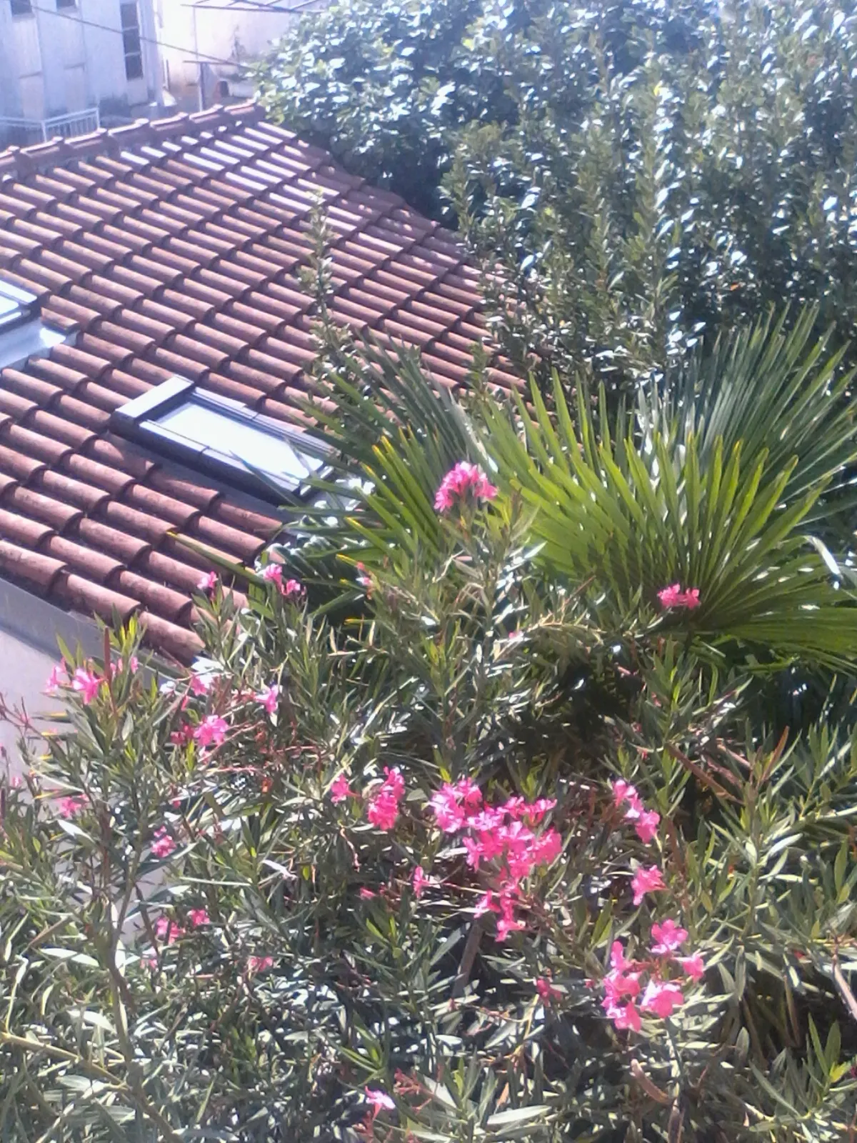 Oleander (Nerium Oleander) — the Oleander is well adapted to warm climates and is hardy in USDA zones 8 through 10, image 95