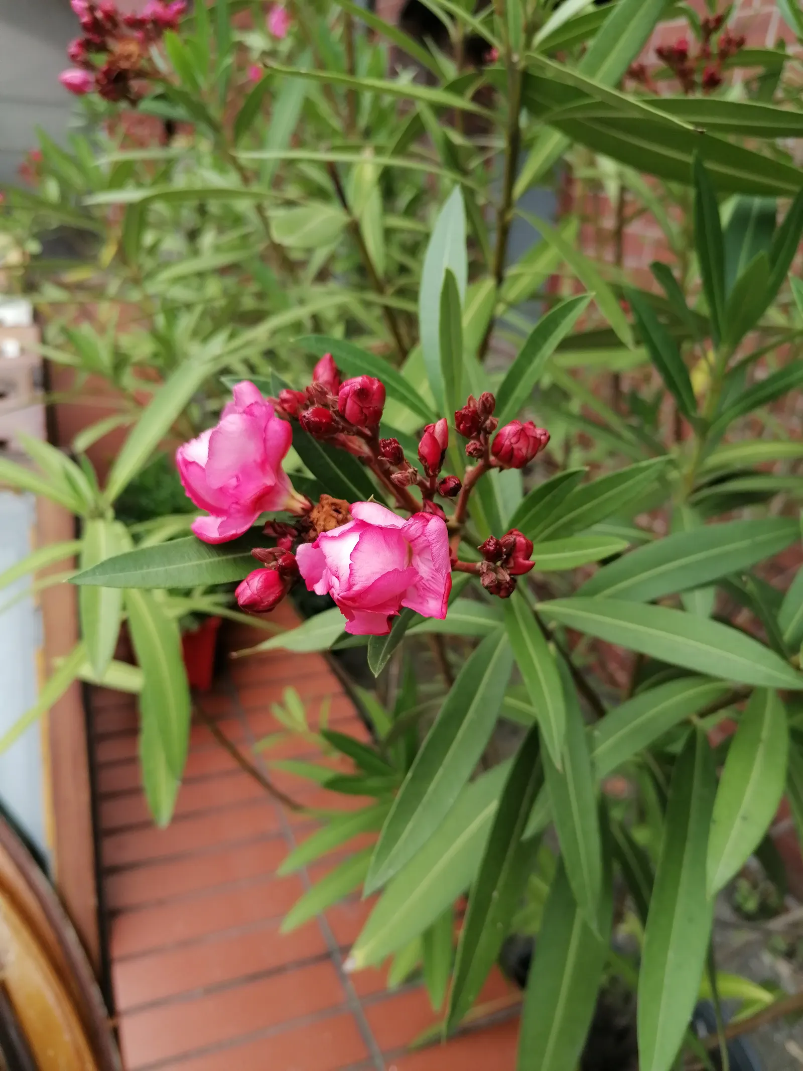 Oleander (Nerium Oleander) — Ideal for hedges or ornamental screens; additionally, minimal contact is advised as the sap can cause skin irritation, image 90