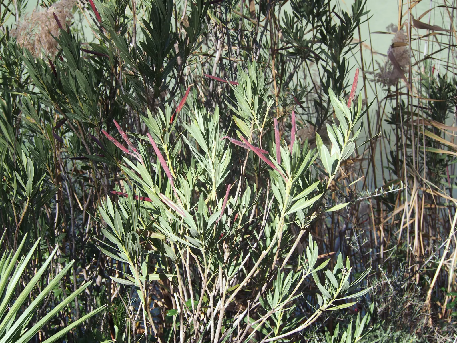 Oleander (Nerium Oleander) — Requires well-drained soil and full sun to partial shade; the Oleander is well adapted to warm climates and is hardy, image 89