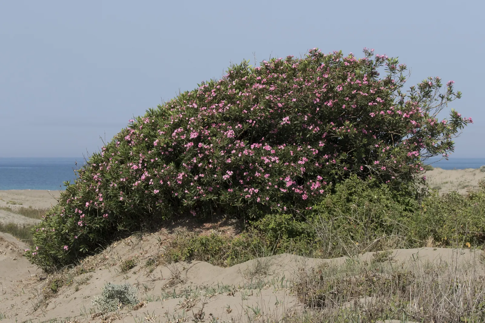 Oleander (Nerium Oleander) — It showcases lance-shaped leaves and clusters of fragrant flowers in shades of pink, red, or white; additionally, image 87