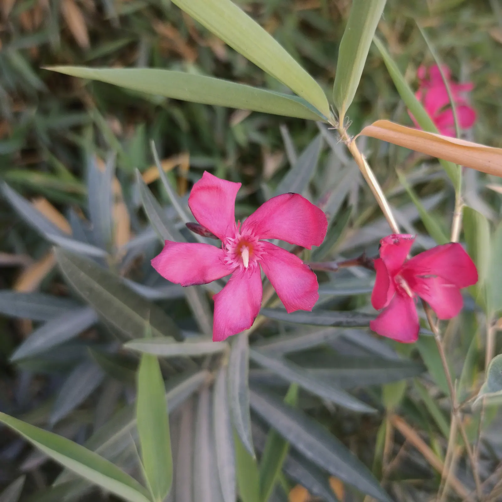 Oleander (Nerium Oleander) — is an evergreen shrub averaging 8-12 ft in height with a spread of 10 ft; the Oleander is well adapted to warm, image 107