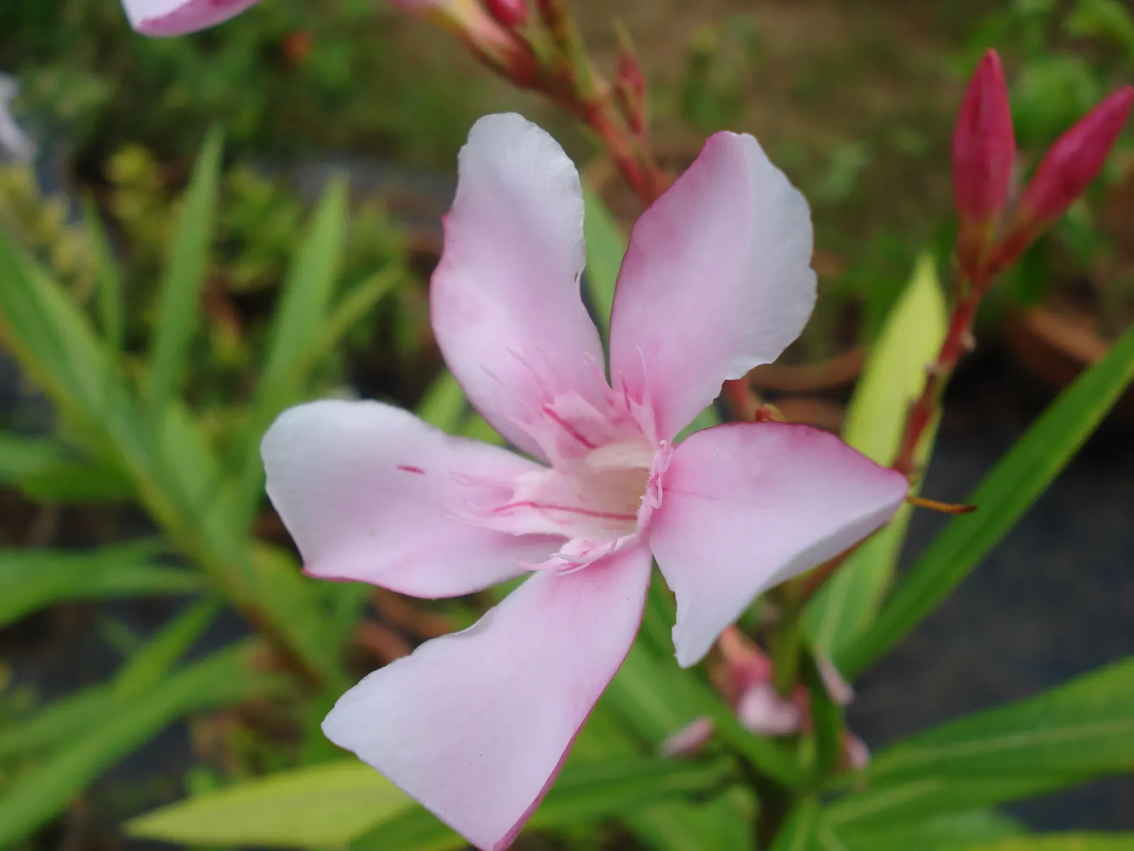 Oleander (Nerium Oleander) — shrub for full or half; additionally, minimal contact is advised as the sap can cause skin irritation in sensitive, image 84