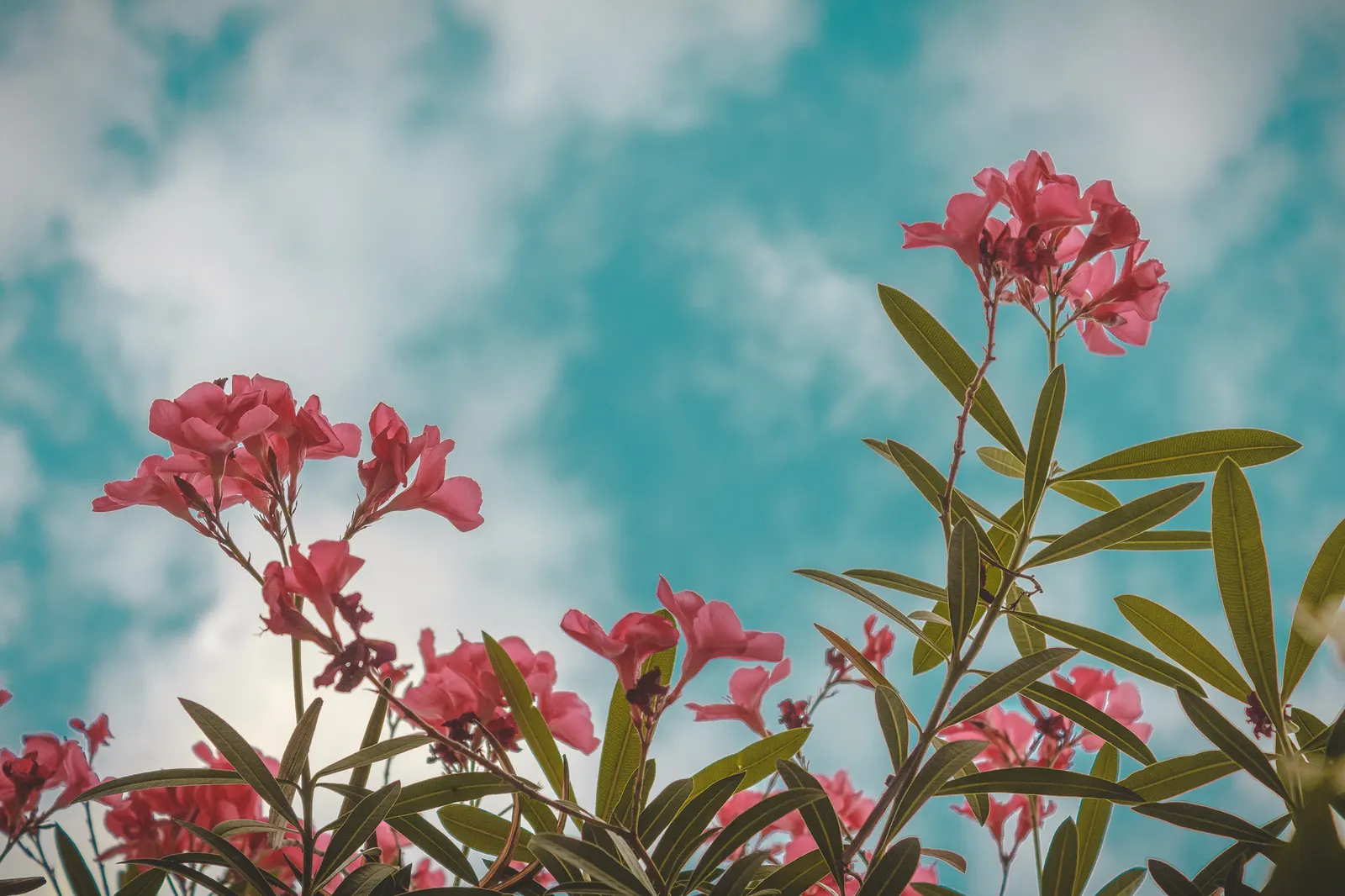 Oleander (Nerium Oleander) — create a striking display from early summer until the first frost; the Oleander is well adapted to warm climates and, image 77