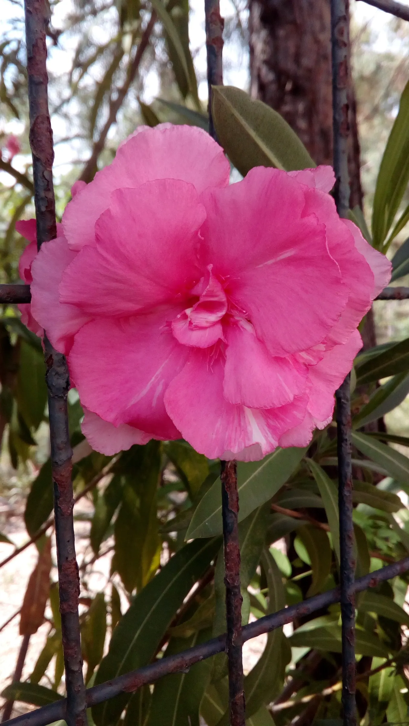 Oleander (Nerium Oleander) — Additionally, minimal contact is advised as the sap can cause skin irritation in sensitive individuals, image 39