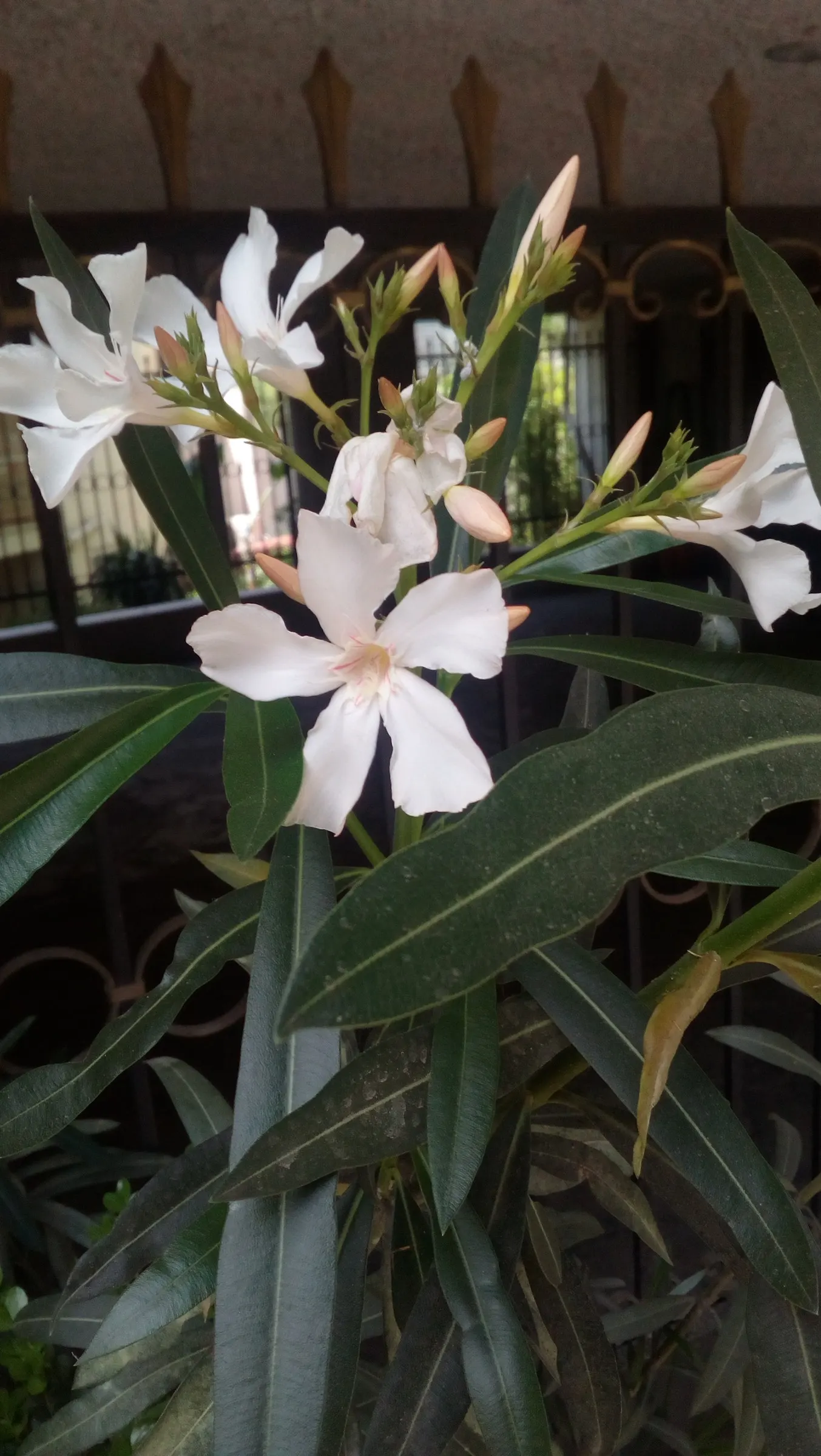Oleander (Nerium Oleander) — Its trumpet-shaped blooms; additionally, minimal contact is advised as the sap can cause skin irritation in sensitive, image 75