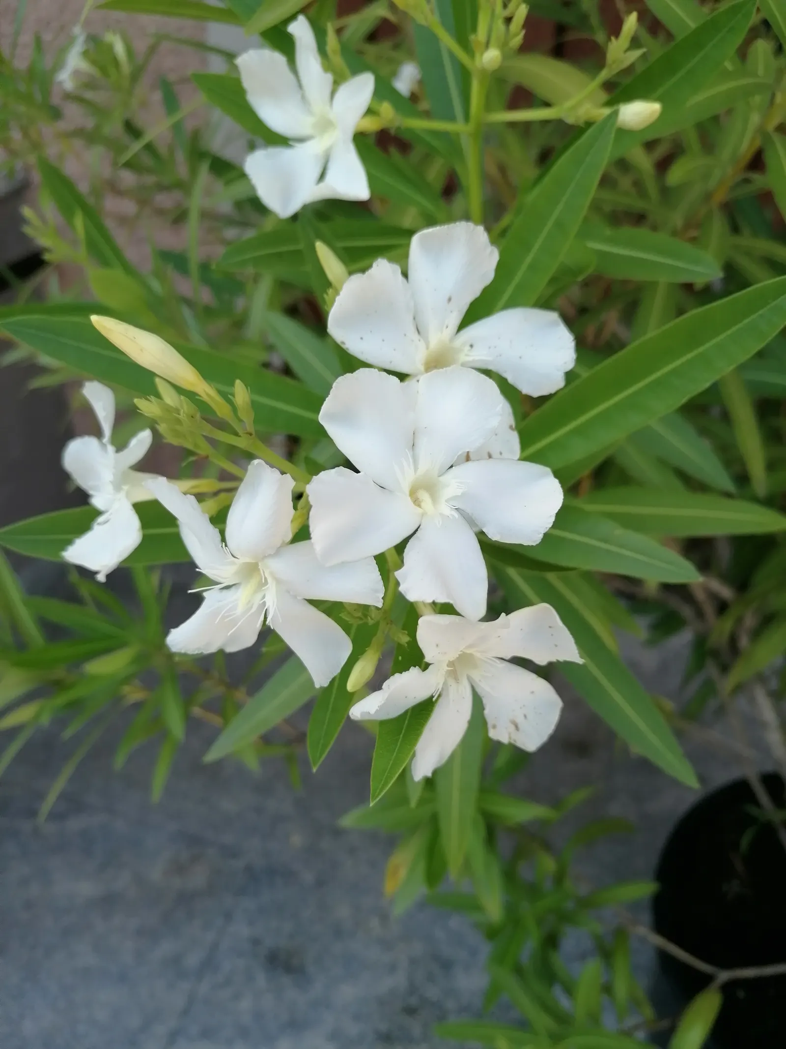 Oleander (Nerium Oleander) — commonly known as Oleander