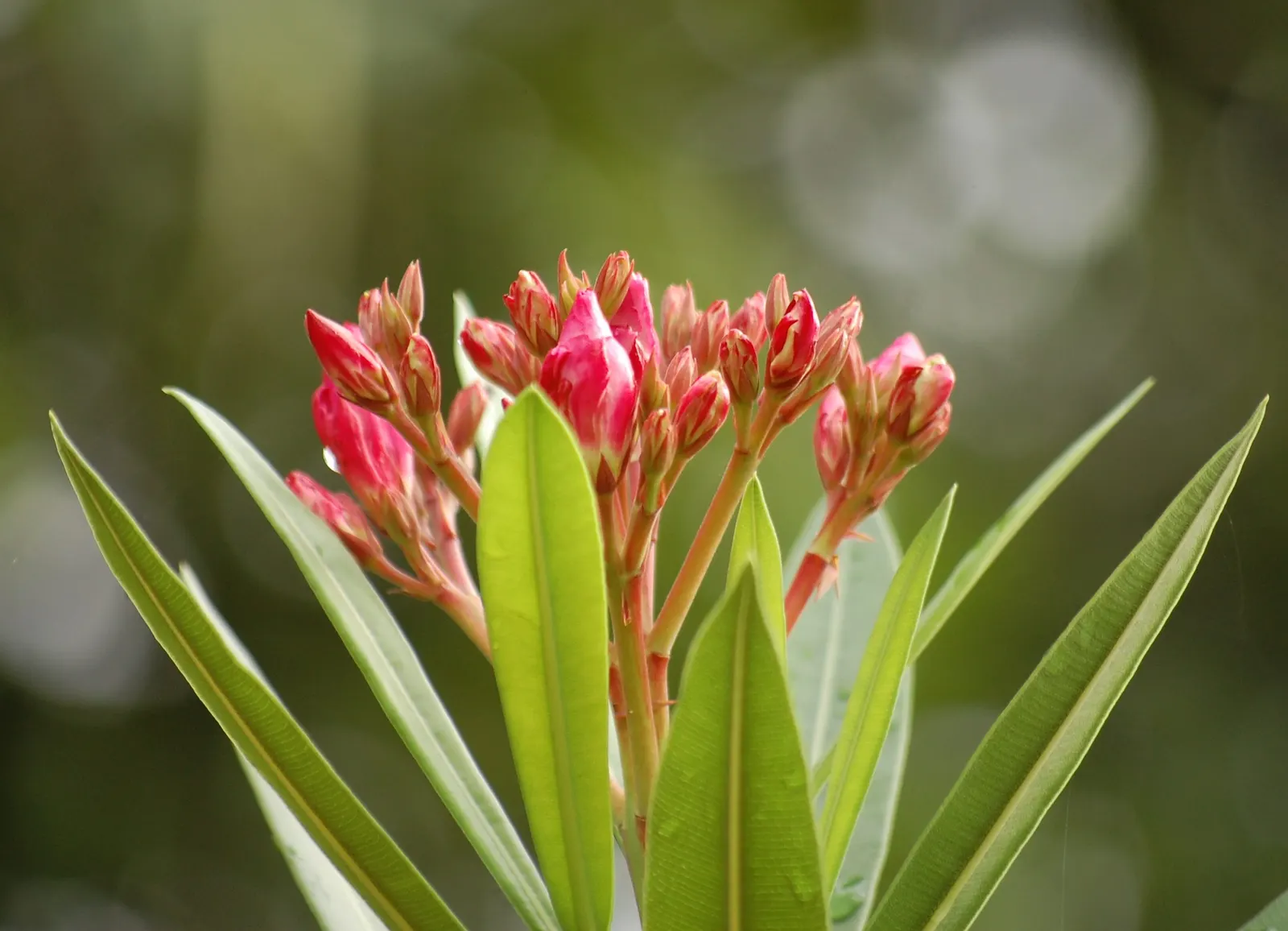 Oleander (Nerium Oleander) — shrub with red blooms; the Oleander is well adapted to warm climates and is hardy in USDA zones 8 through 10, image 62