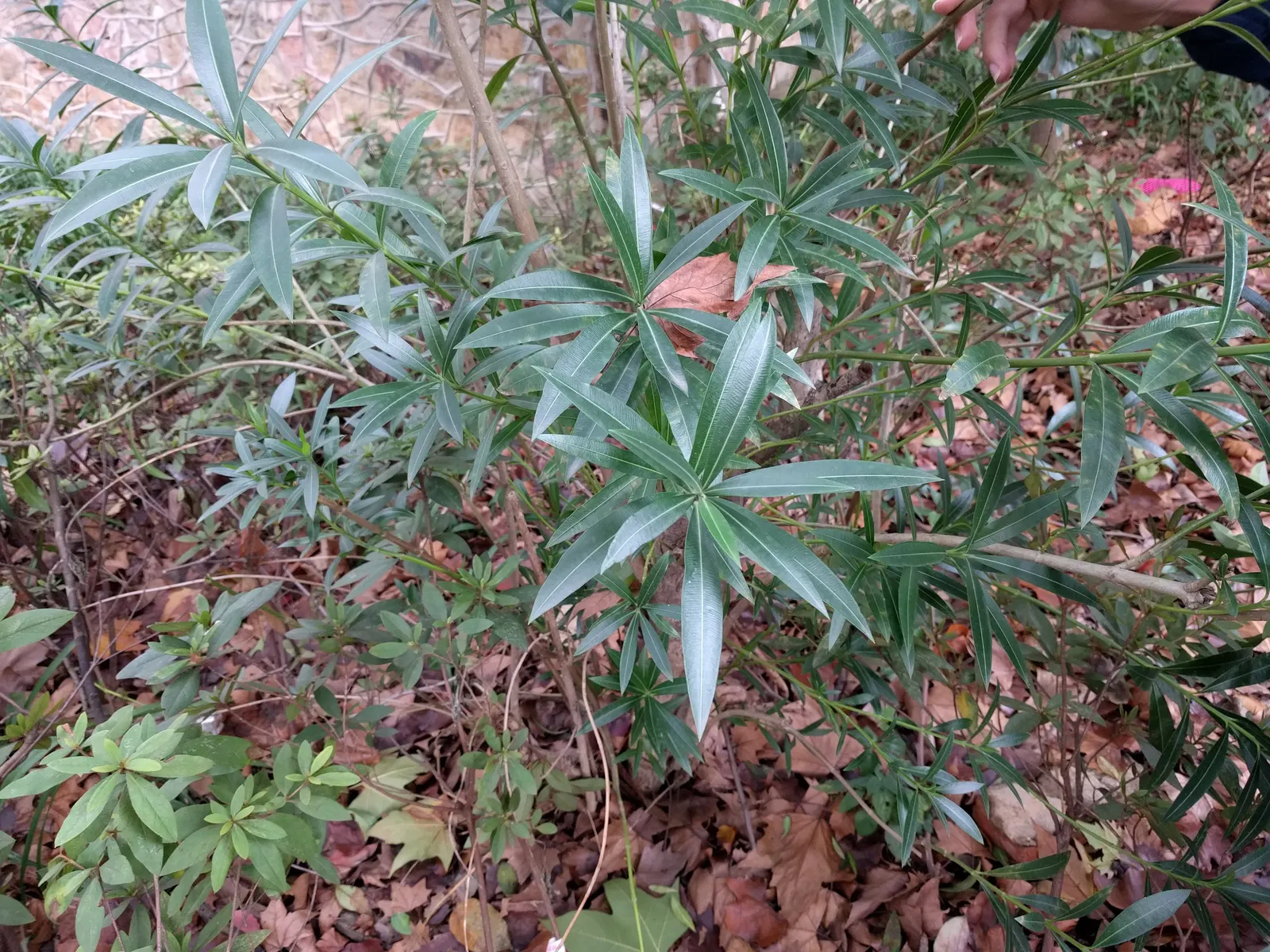 Oleander (Nerium Oleander) — Additionally, minimal contact is advised as the sap can cause skin irritation in sensitive individuals, image 81