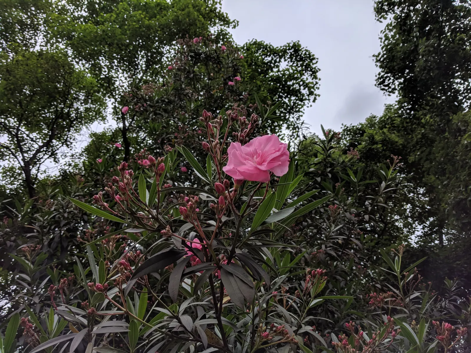 Oleander (Nerium Oleander) — They prefer full sun to partial shade settings and require moderate watering; although hardy in USDA zones 8-10, it is, image 79