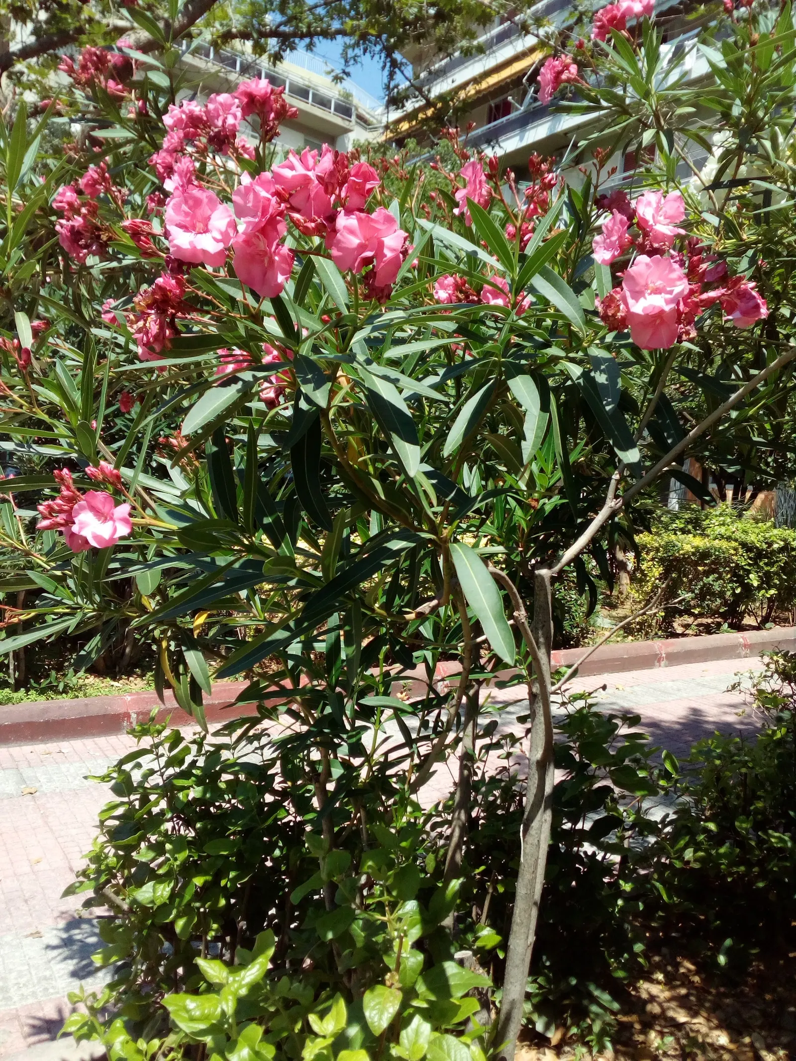 Oleander (Nerium Oleander) — commonly known as Oleander; although hardy in USDA zones 8-10, it is toxic if ingested, image 106