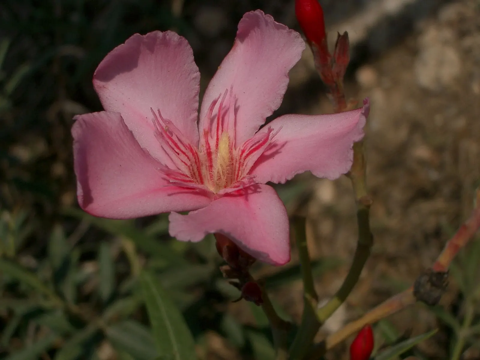 Oleander (Nerium Oleander) — being somewhat drought-tolerant once established; the Oleander is well adapted to warm climates and is hardy in USDA zones 8