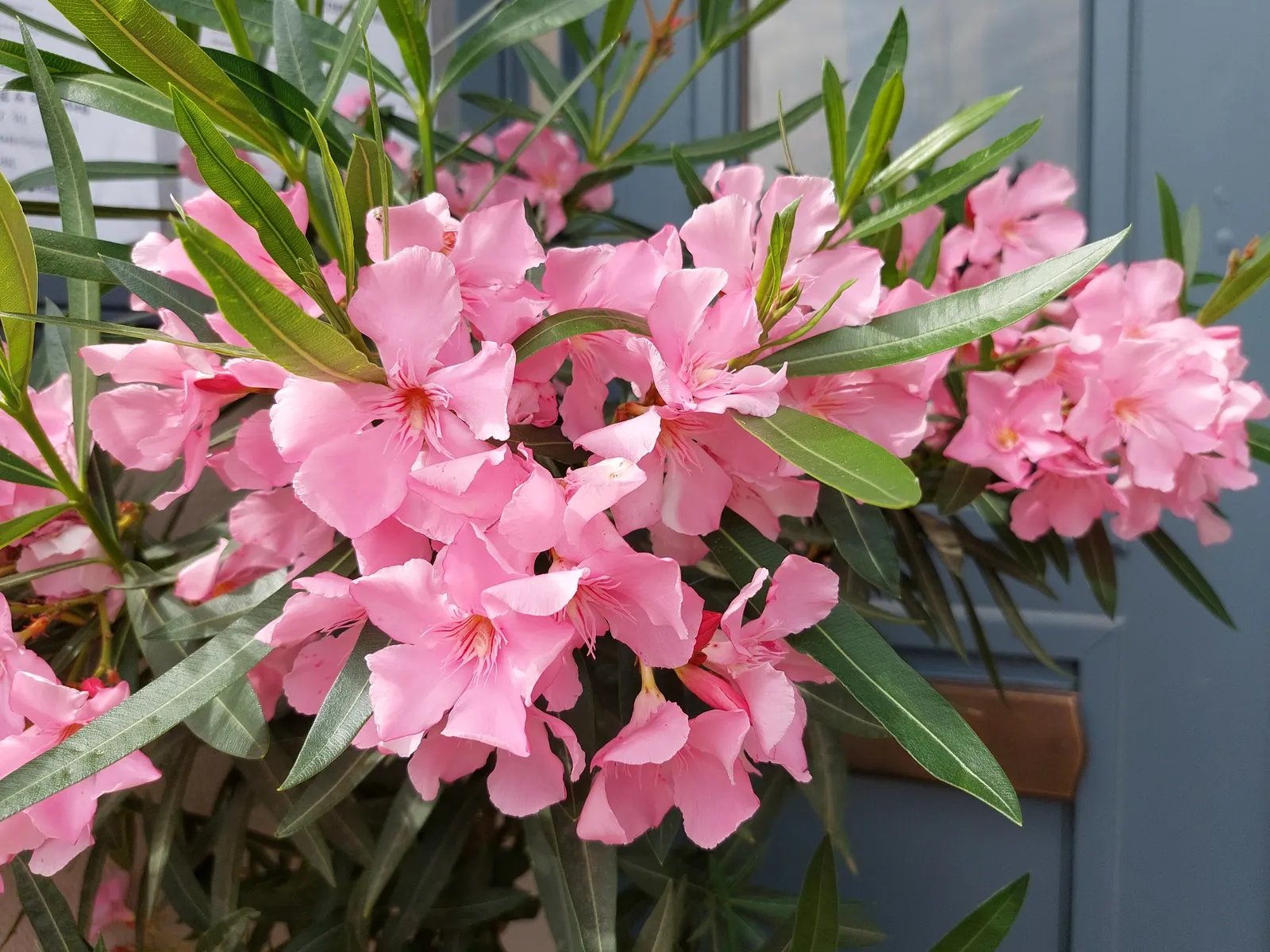 Oleander (Nerium Oleander) — Its trumpet-shaped blooms; additionally, minimal contact is advised as the sap can cause skin irritation in sensitive individuals