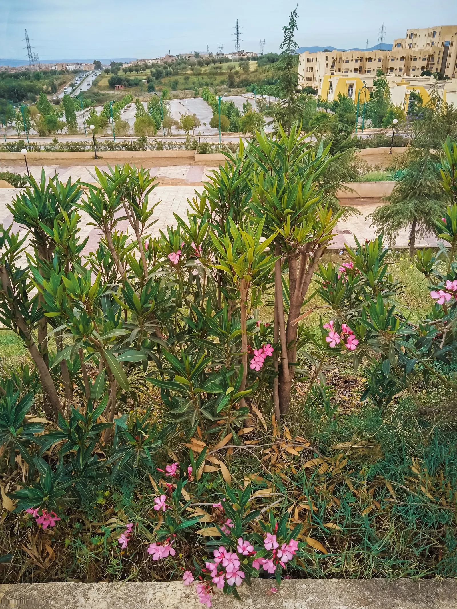 Oleander (Nerium Oleander) — vibrant flowers and dark green; additionally, minimal contact is advised as the sap can cause skin irritation in sensitive