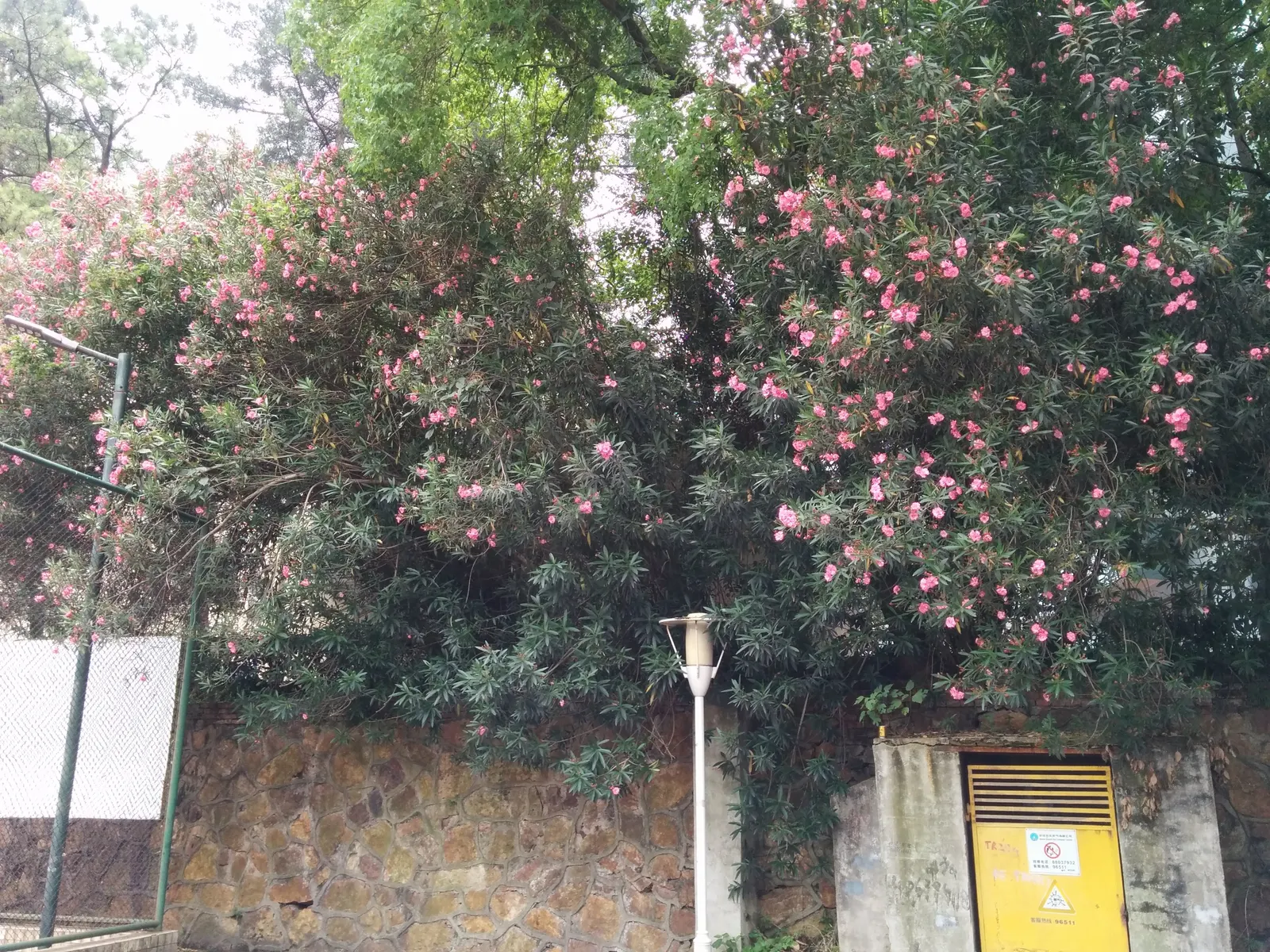 Oleander (Nerium Oleander) — being somewhat drought-tolerant once established; the Oleander is well adapted to warm climates and is hardy in USDA, image 80