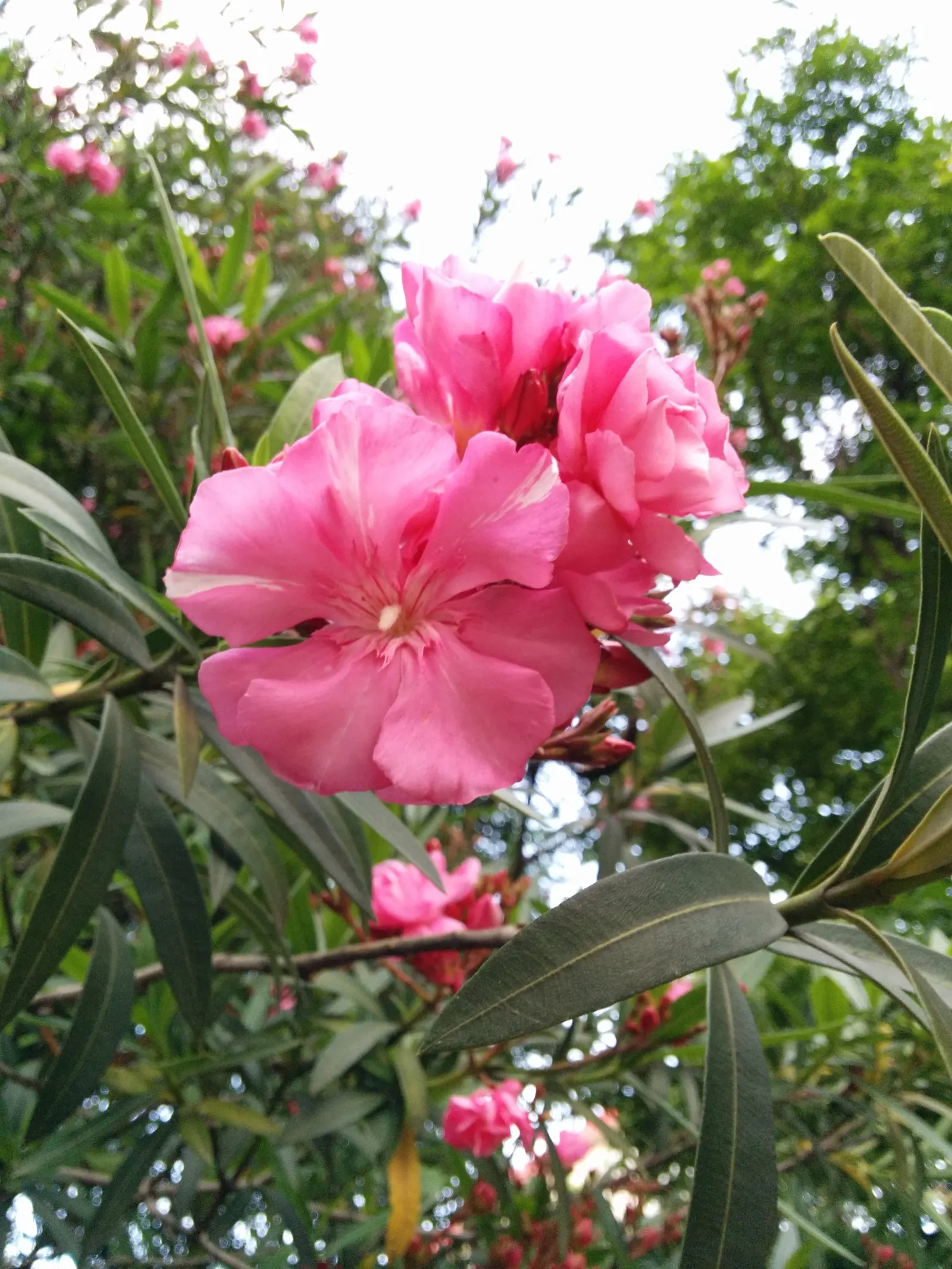Oleander (Nerium Oleander) — shrub with red blooms; the Oleander is well adapted to warm climates and is hardy in USDA zones 8 through 10, image 83