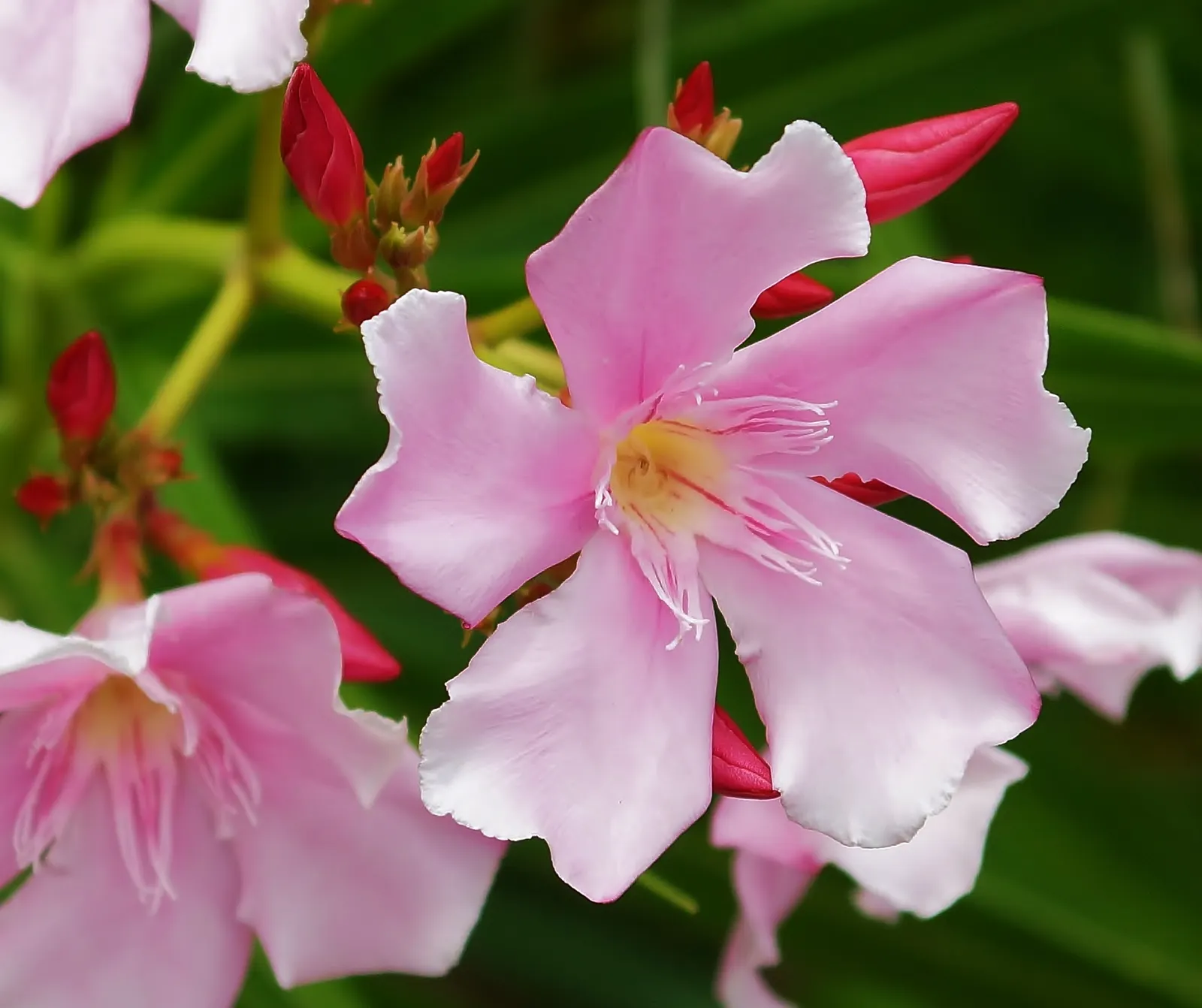 Oleander (Nerium Oleander) — which appear in a stunning array of colors such as pink; although hardy in USDA zones 8-10, it is toxic if ingested, image 76