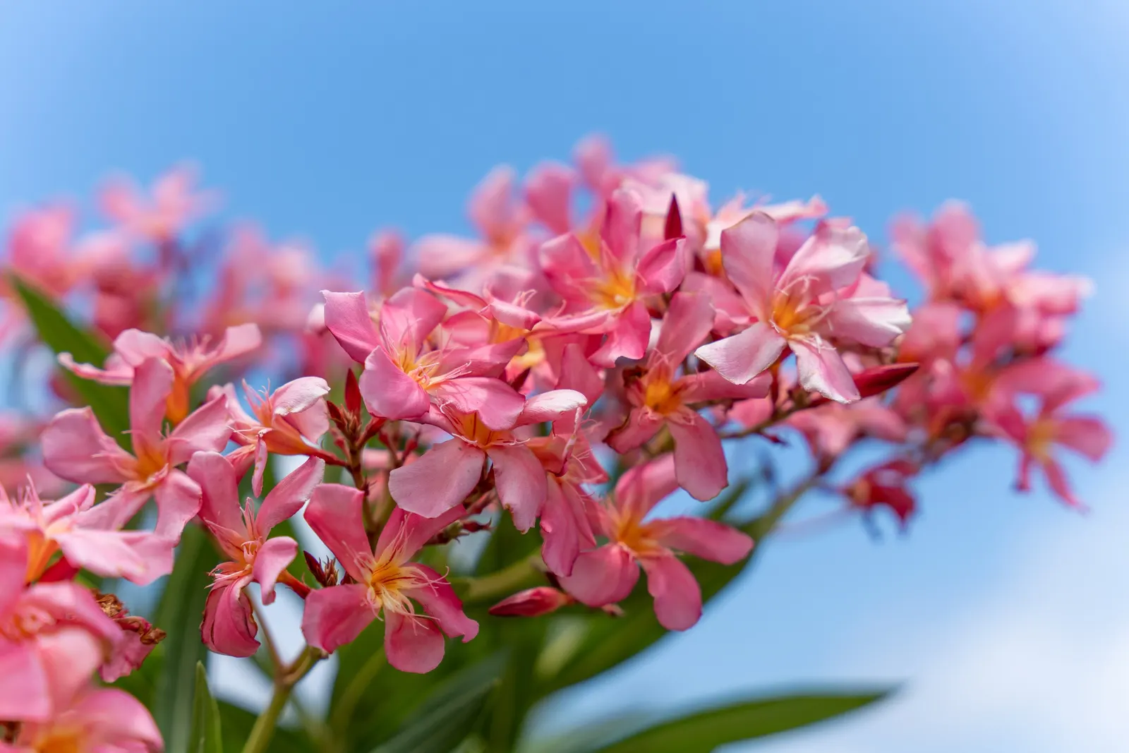 Oleander (Nerium Oleander) — Ideal for hedges or ornamental screens; additionally, minimal contact is advised as the sap can cause skin irritation, image 69