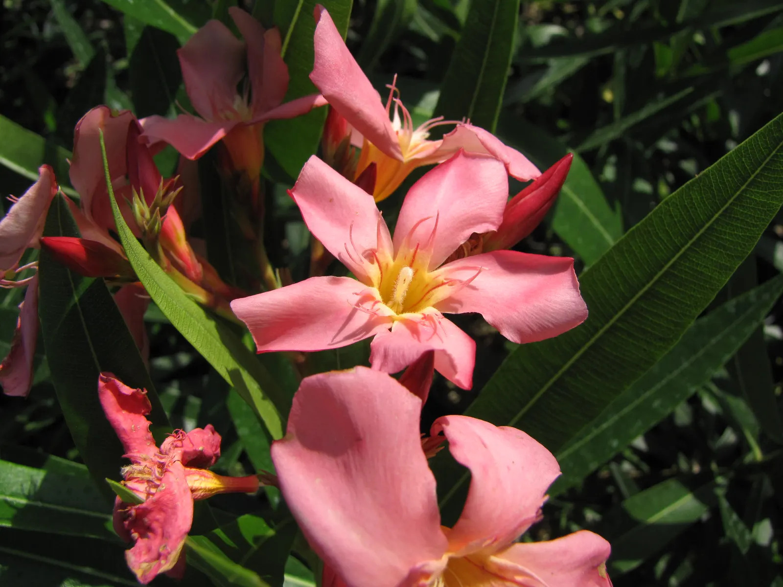 Oleander (Nerium Oleander) — Requires well-drained soil and full sun to partial shade; the Oleander is well adapted to warm climates and is hardy, image 68
