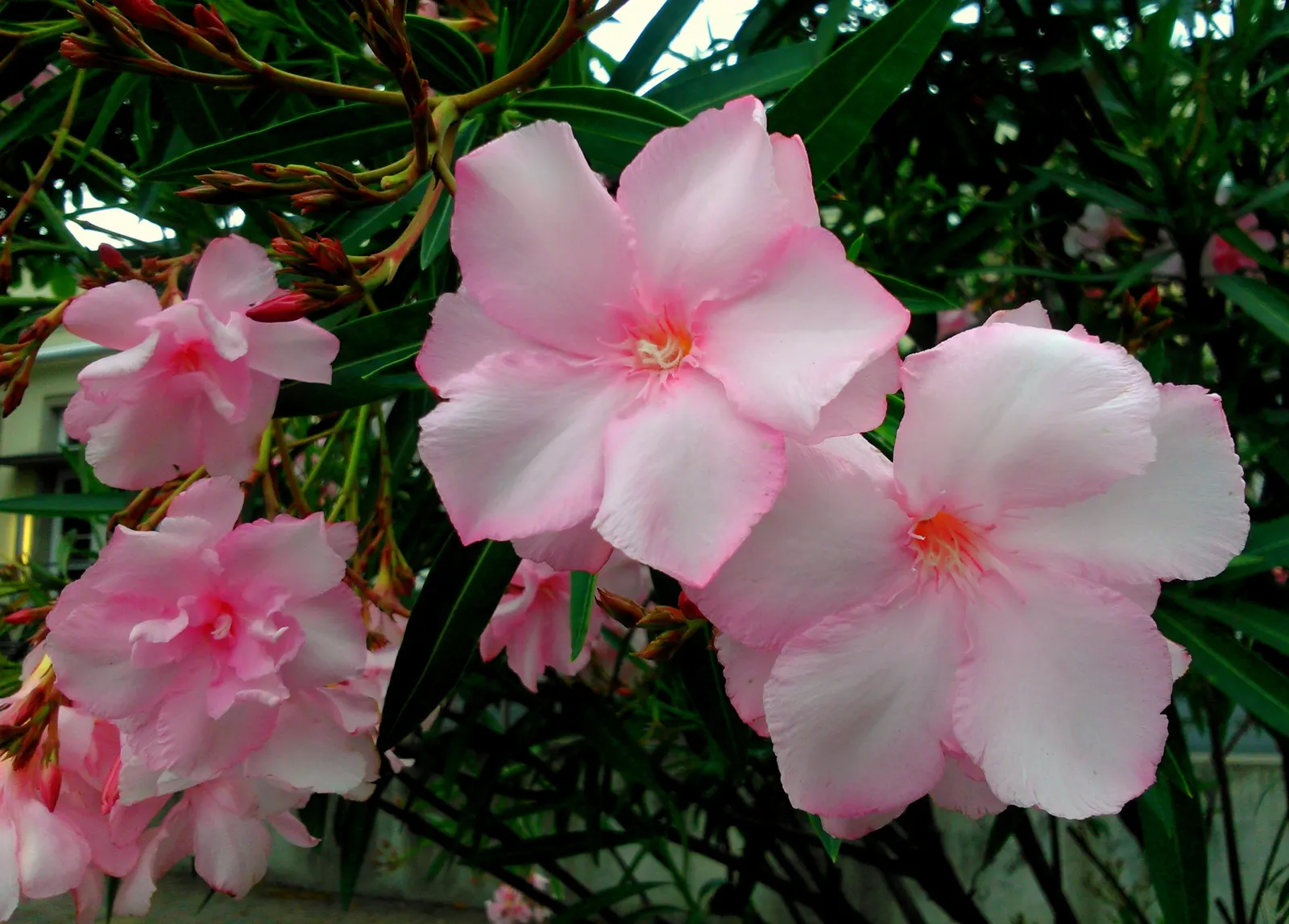 Oleander (Nerium Oleander) — It showcases lance-shaped leaves and clusters of fragrant flowers in shades of pink, red, or white; additionally, image 66