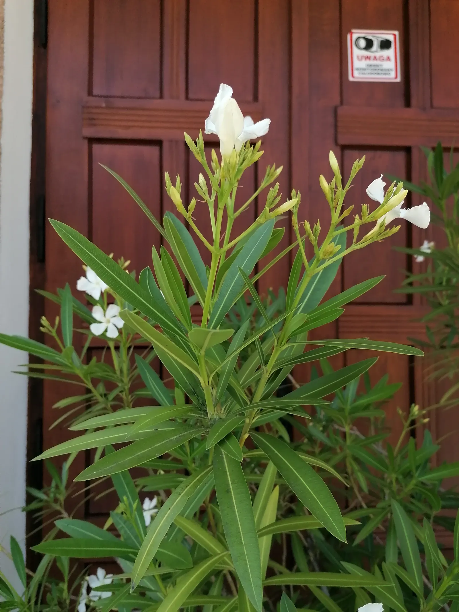 Oleander (Nerium Oleander) — it is essential to consider their sunlight and water needs; additionally, minimal contact is advised as the sap can cause skin
